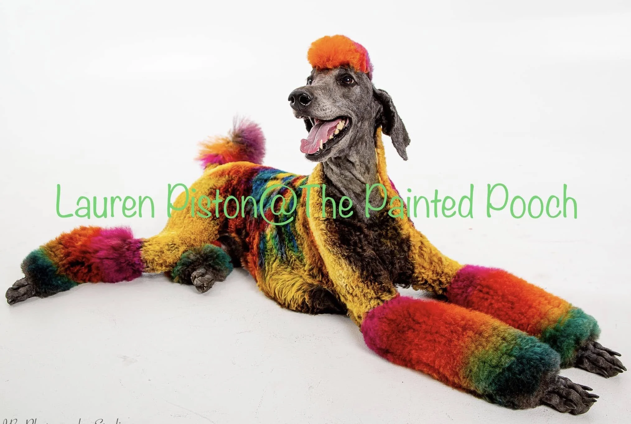 A dog in rainbow-colored furry coat and orange and pink fluffy hat, lying down on a white background.