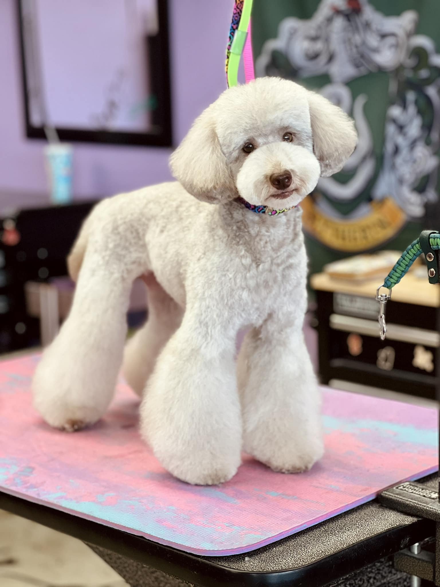 A small white dog with fluffy fur and floppy ears standing on a pink grooming mat on a grooming table, looking directly at the camera with a calm expression.