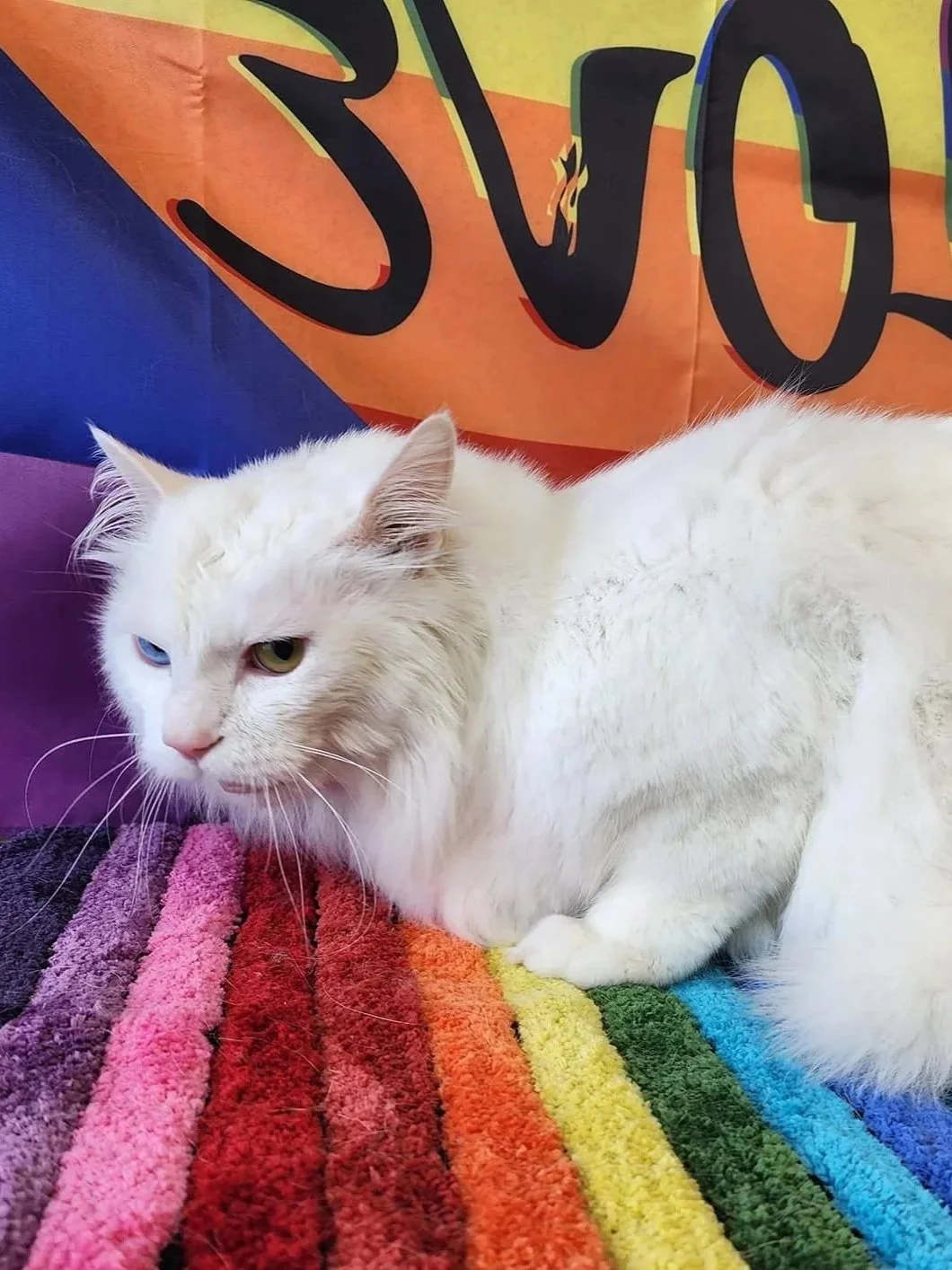 A white cat with heterochromatic eyes (one blue and one yellow), lying on a rainbow-colored blanket with a rainbow flag in the background.