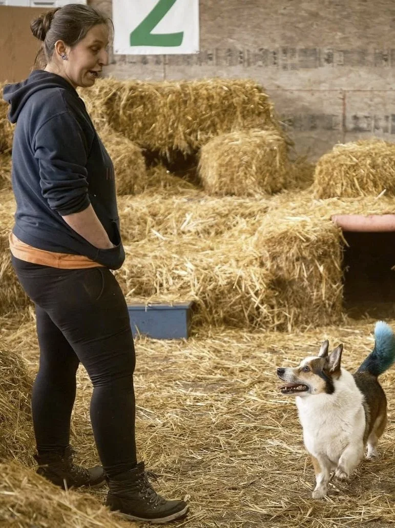 A woman with brown hair tied in a bun, wearing a dark hoodie, orange shirt, black pants, and boots, standing inside a barn with hay bales. She is looking at a small dog with tan, white, and black fur, which is standing and looking at her. There is a large green number '2' sign on the wall behind her.