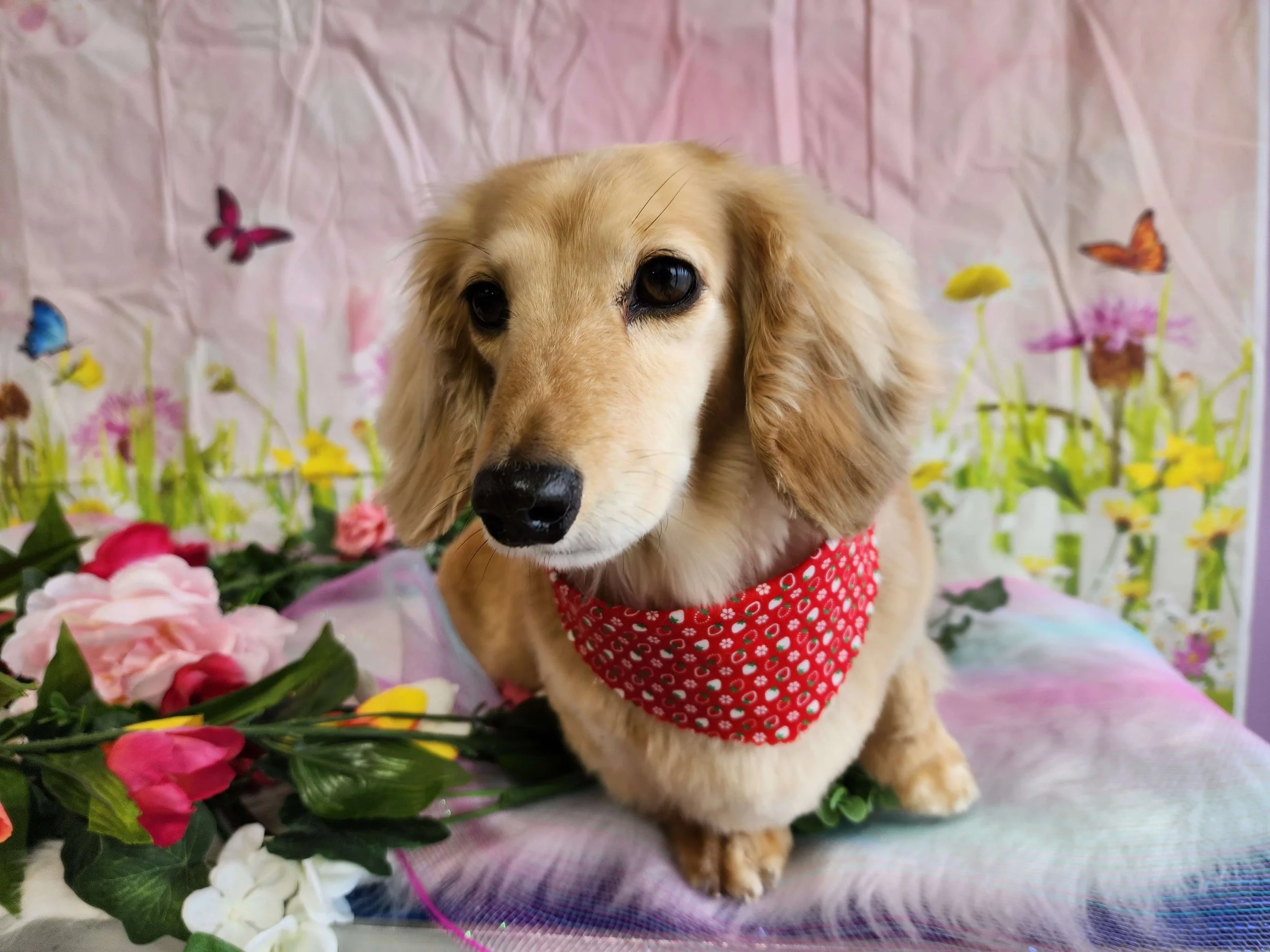 A cute dog, possibly a golden retriever puppy, wearing a red bandana with white flowers, sitting on a pink and purple blanket surrounded by flowers and a colorful, butterfly-themed backdrop.