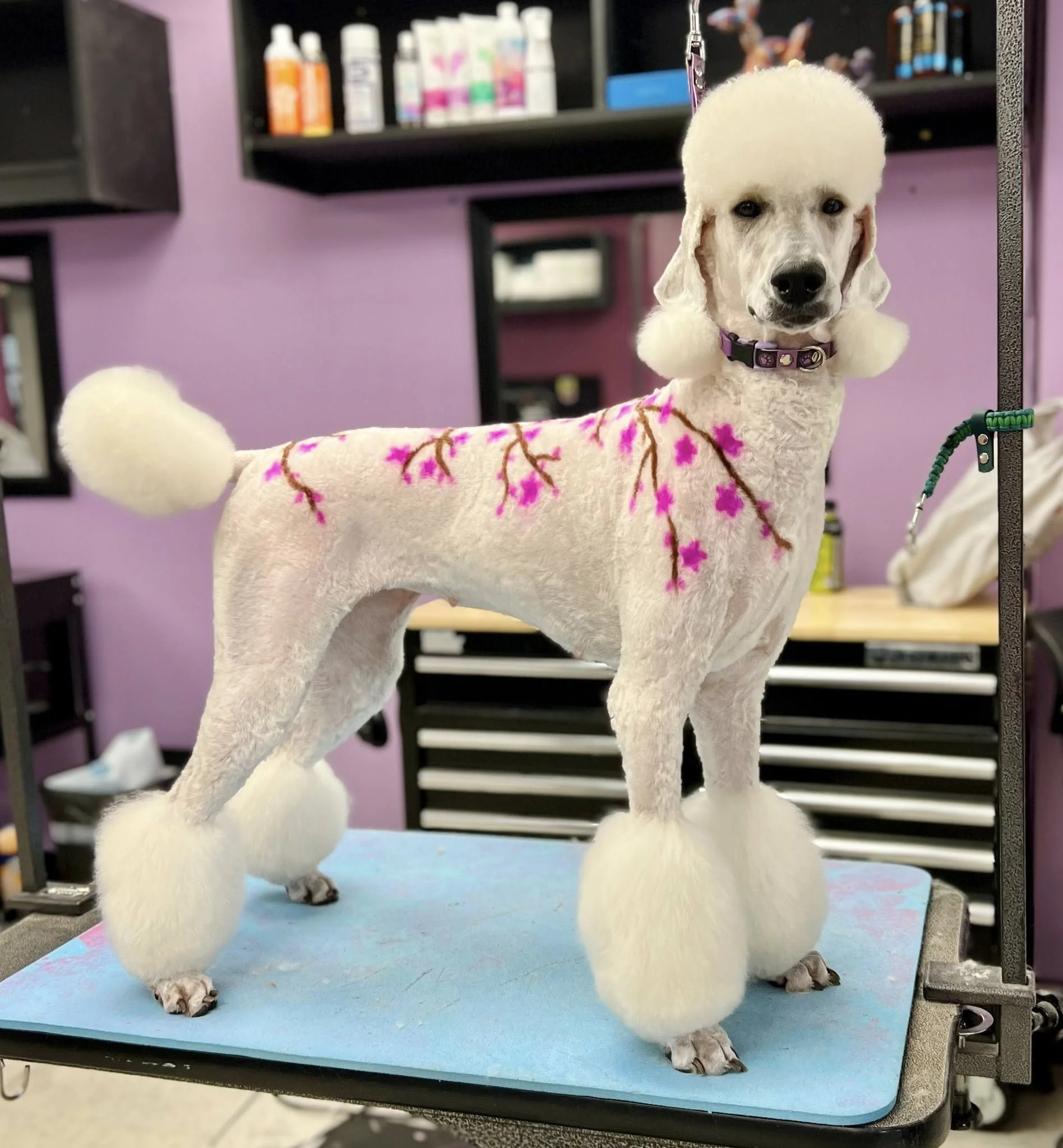 Dog with fluffy hair atop its head and fluffy tail, standing on grooming table in grooming salon with purple walls and shelves with grooming products in the background.