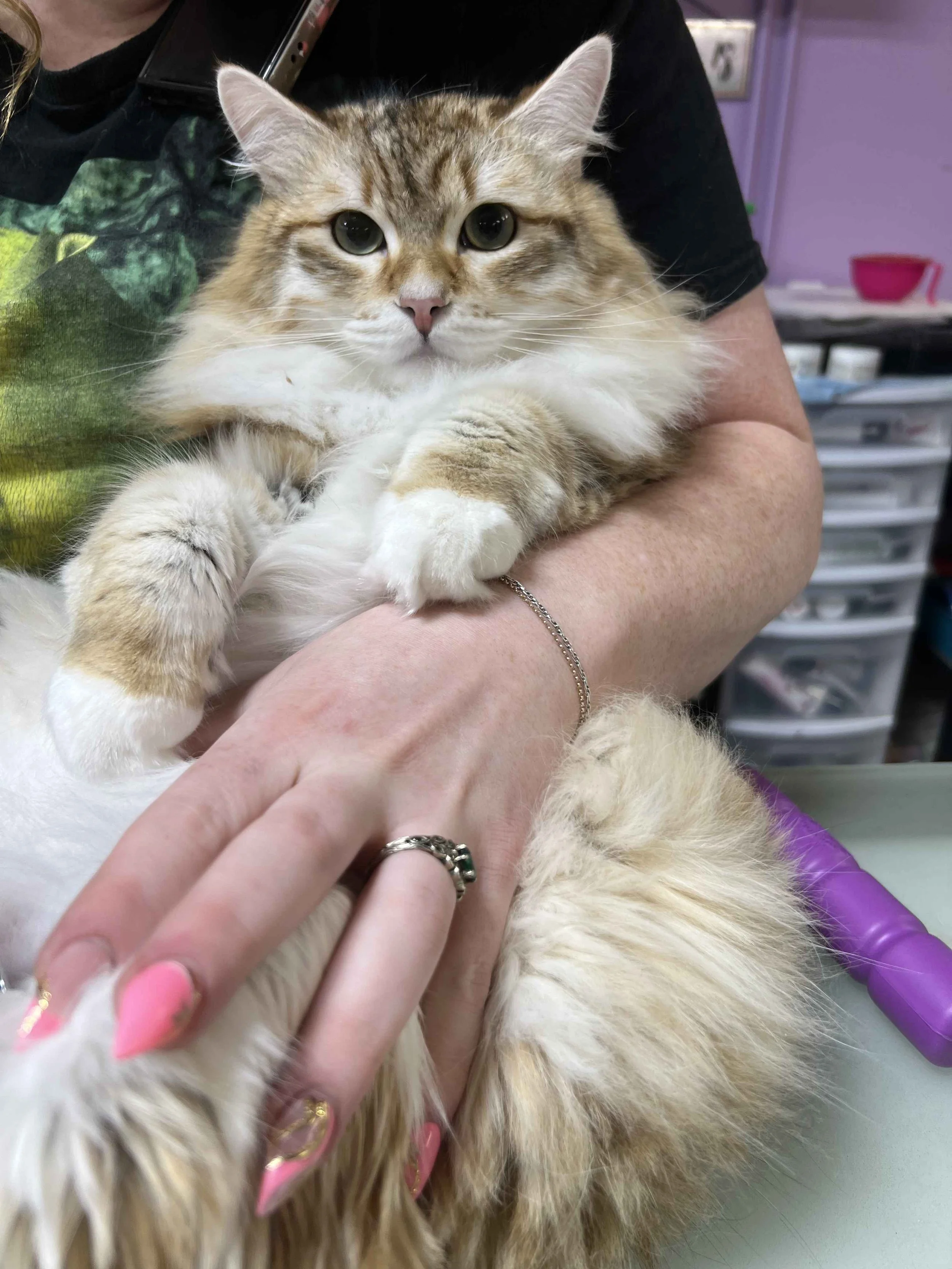 A person holding a long-haired, tabby and white cat on their lap in an indoor setting, with storage drawers and a purple wall in the background.