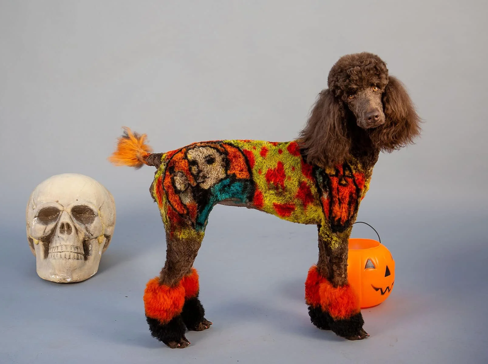 Dog dressed in colorful Halloween costume with pumpkin bucket and skull prop nearby.