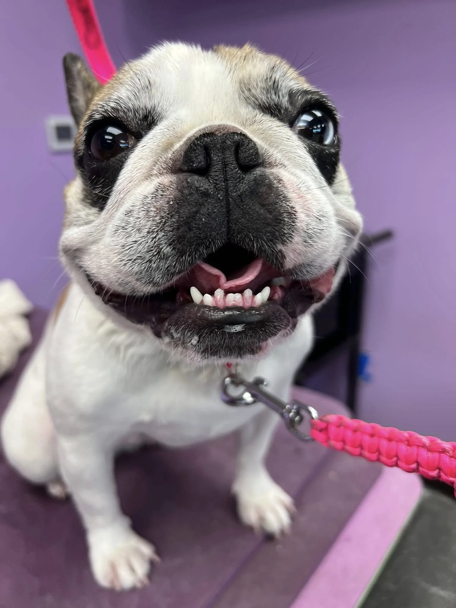 Close-up of a French Bulldog puppy with a black nose, large dark eyes, and a pink leash, sitting on a purple surface against a purple background.