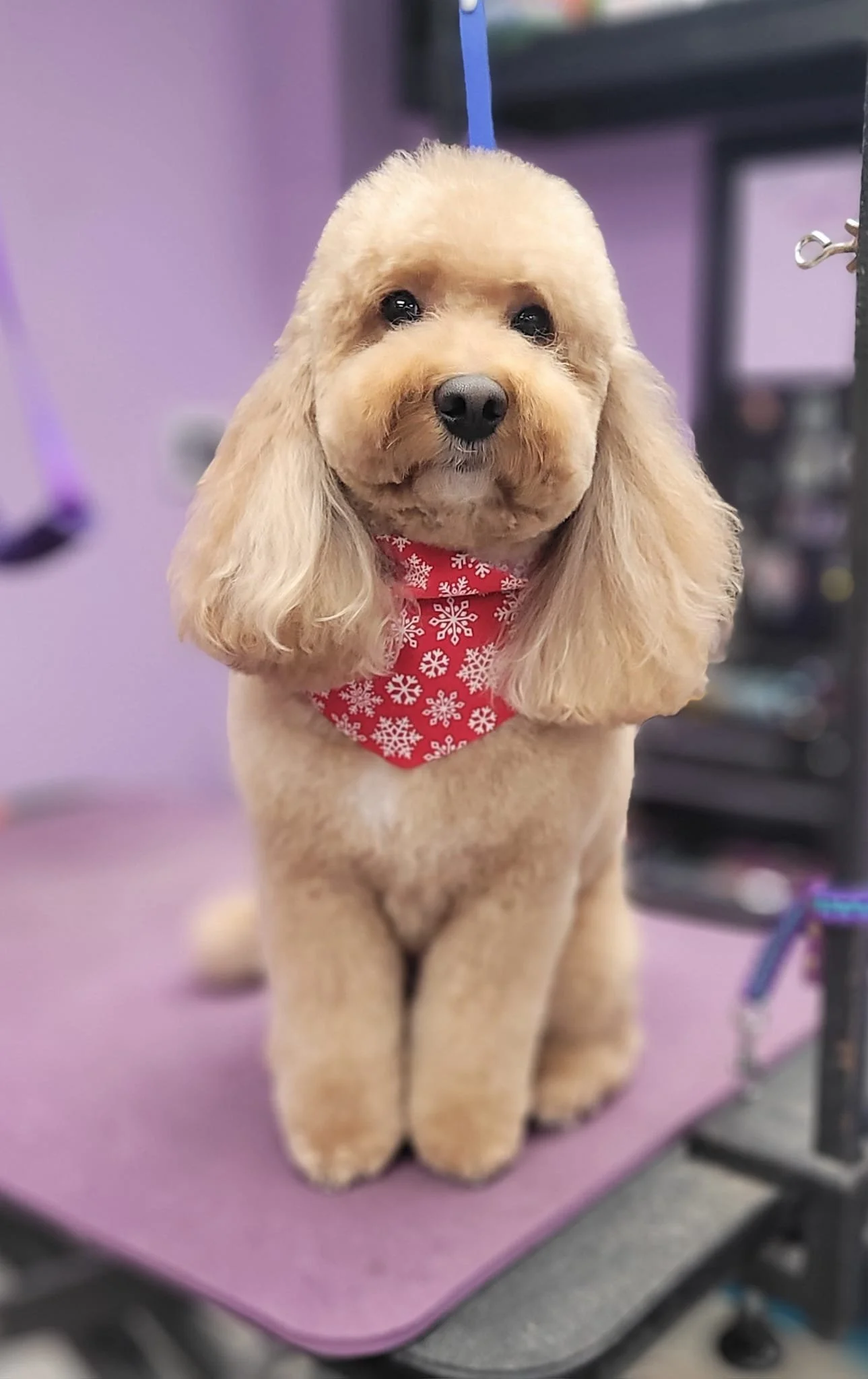 A tan-colored dog with long floppy ears, wearing a red bandana with white snowflakes, sitting on a purple grooming table.
