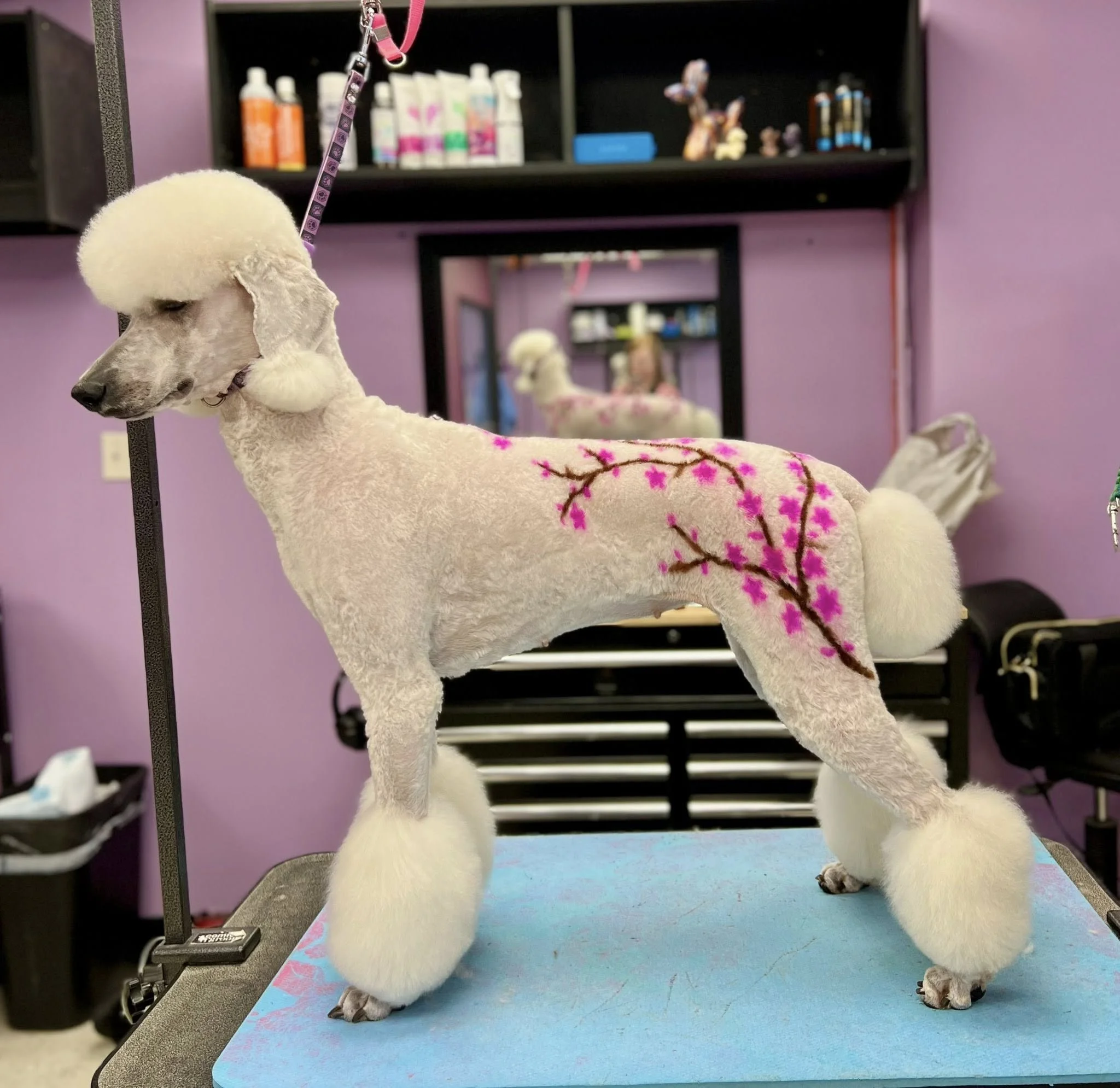 A white dog with curly fur, possibly a poodle, standing on a grooming table with a pink and purple floral grooming towel. The dog has a pom-pom styled haircut on its head and a floral pattern on its body. The background features a purple wall, a mirror, and grooming supplies on shelves.