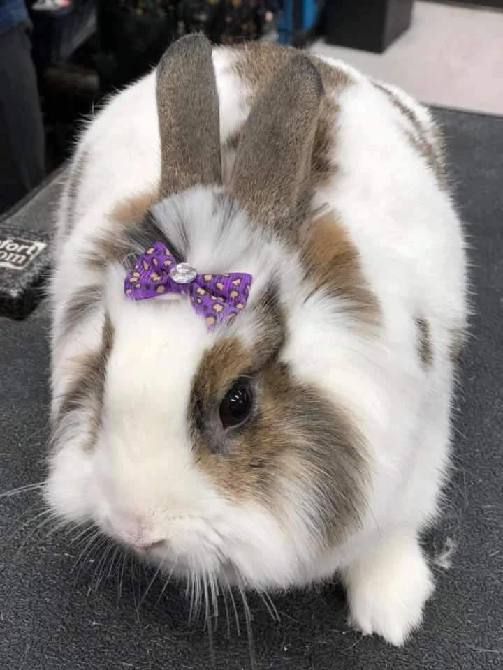 A white and brown rabbit with a purple bow with gold dots and a gem on its forehead, sitting on a dark surface.