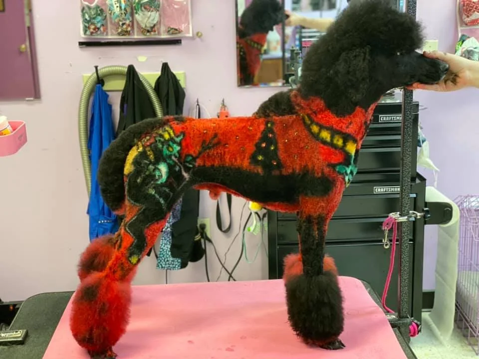 A black poodle wearing a colorful sweater with Christmas themes, standing on a grooming table at a pet grooming salon.