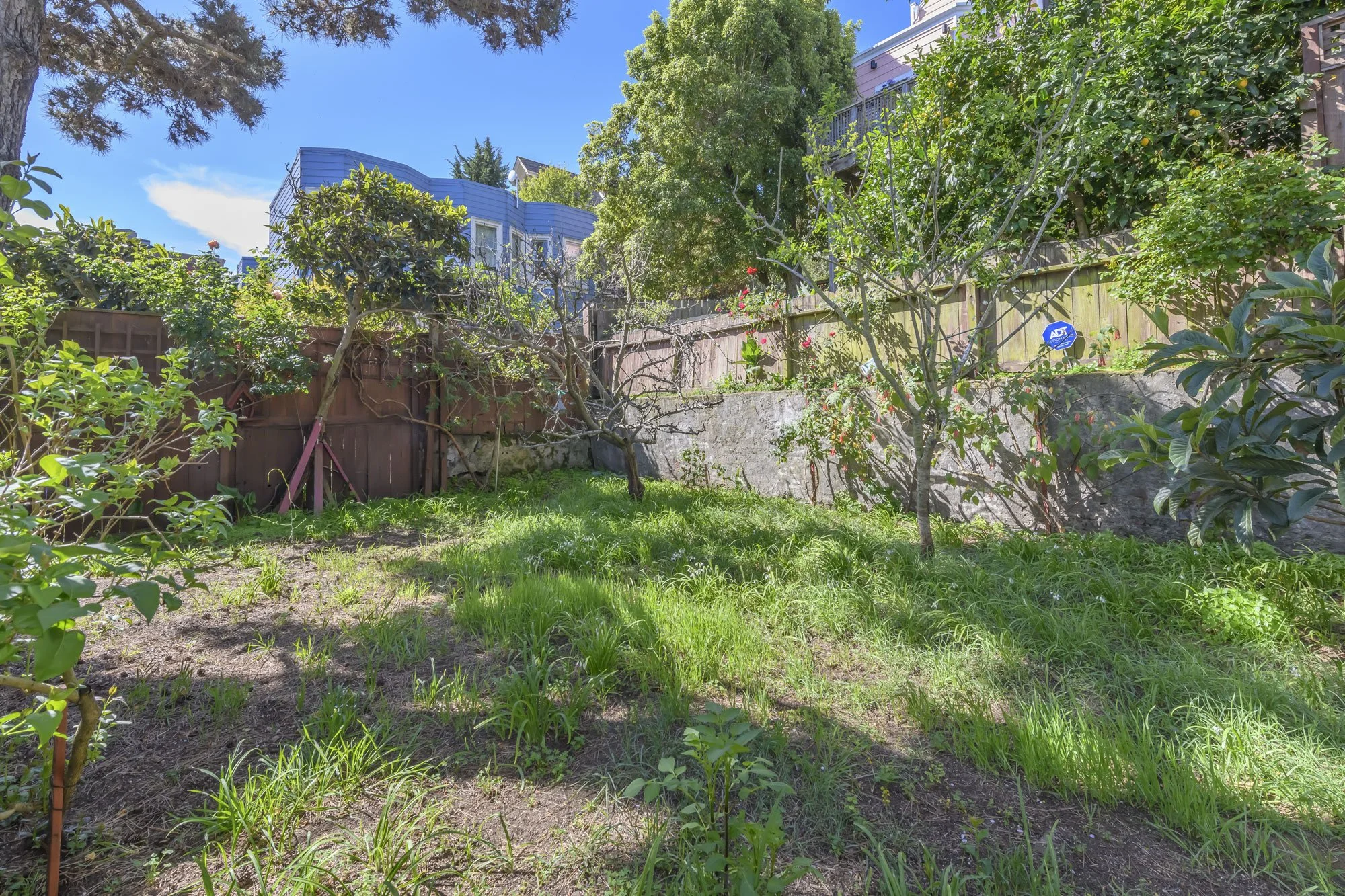 A backyard with green grass and several small trees surrounded by a wooden fence, with houses visible in the background under a bright blue sky.
