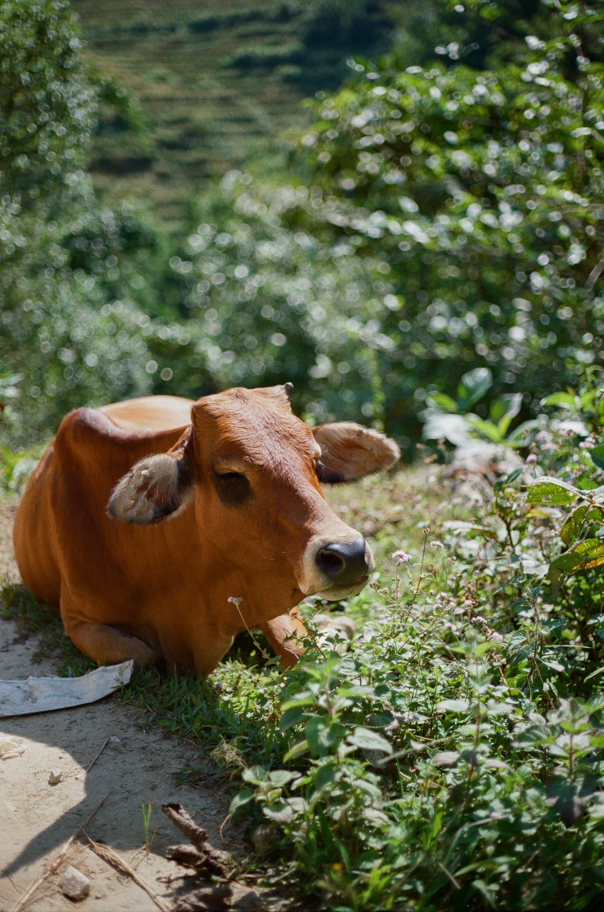 000544360012 copy.jpg