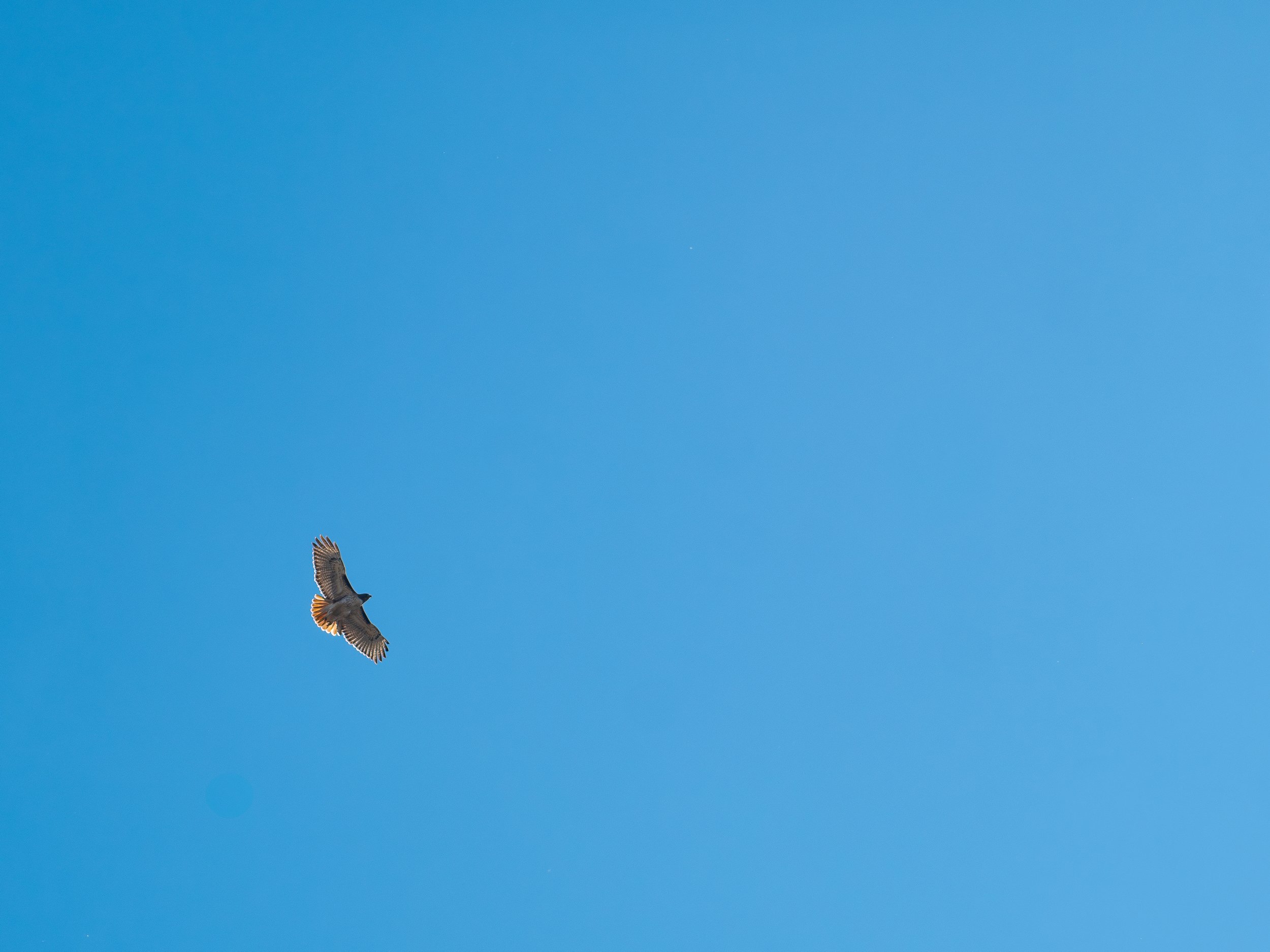 P1150098 copy-Enhanced-NR.jpg