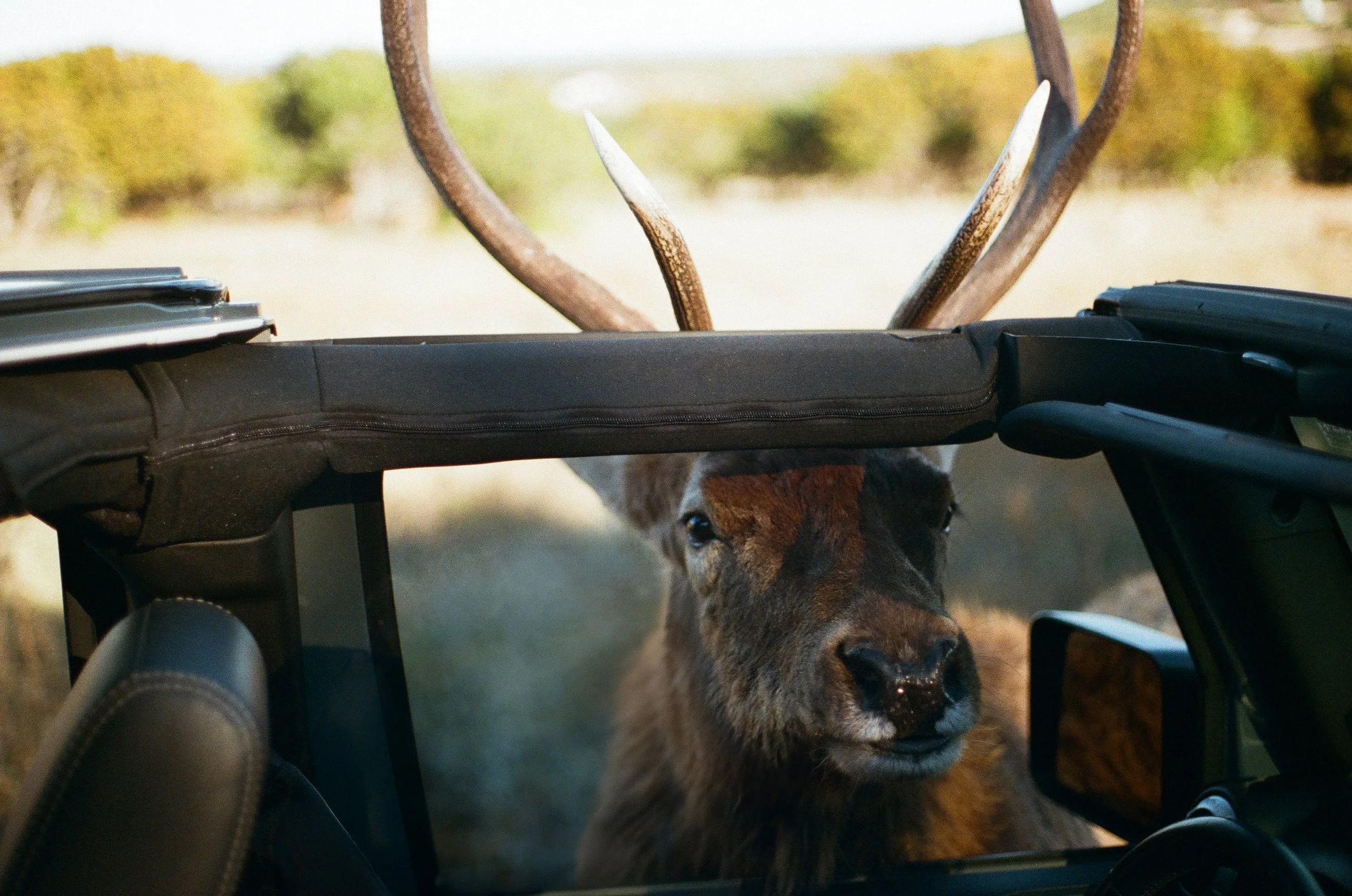 edited out kirsten.jpg