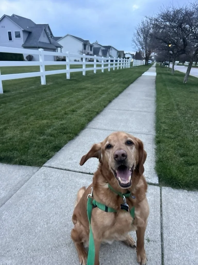 Stepping into a week of spring break bookings like&hellip; 🐾🐾🦮🤩🌦️🌷🏡💩📦💤😌❤️❤️

#dogwalkinglife #dogwalk #petcareservices #petsitter #toledoohio