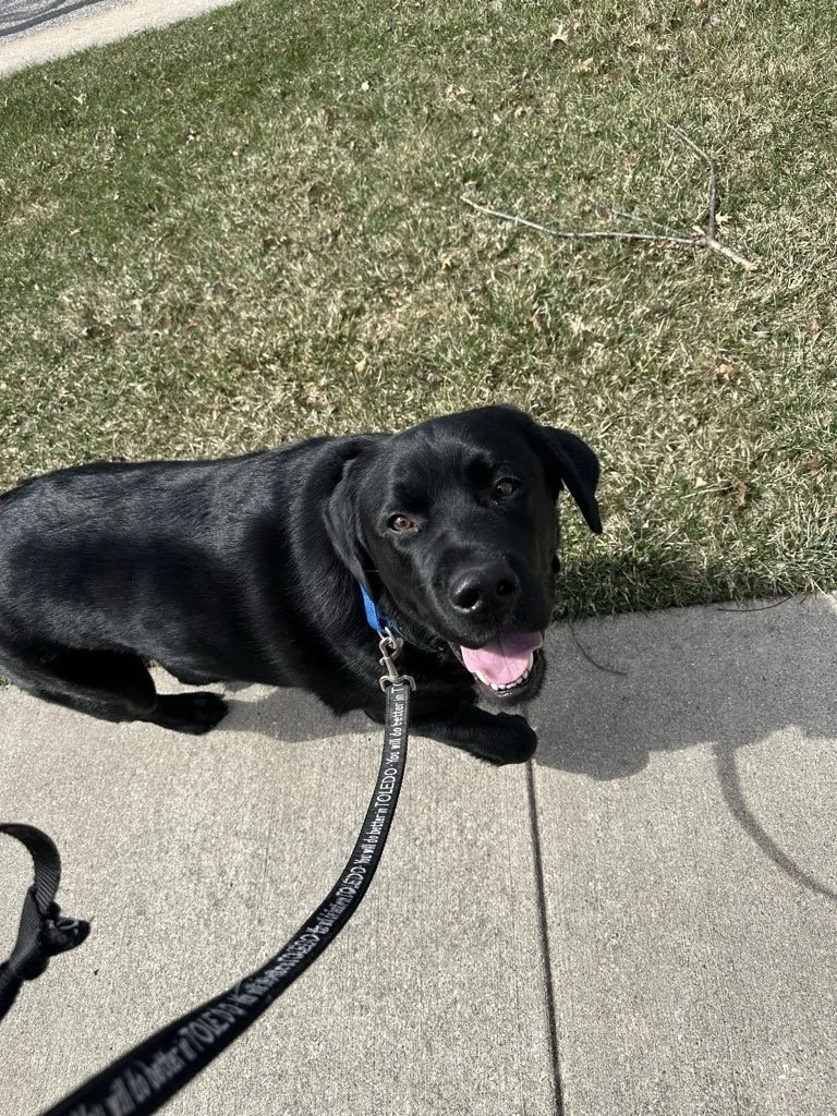 New Year, New Routine (For Your Dog)