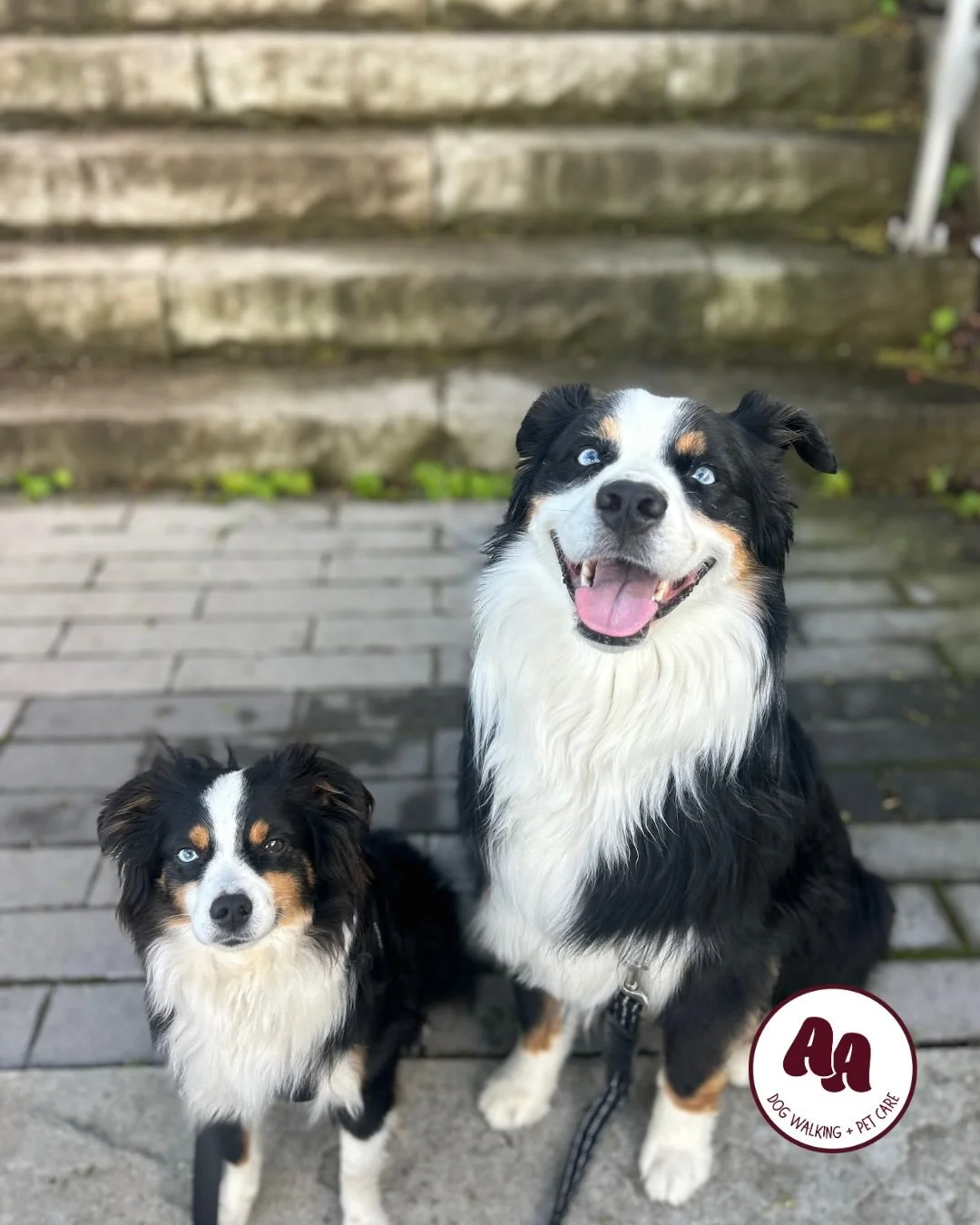 Meet Shadow &amp; Blue 💙🩵
These two guys joined our pack a few weeks ago. Blue (bigger Aussie) came to us a lil hesitant and took his time to warm up. At first, we couldn&rsquo;t even put his harness on him. (But he sure loves his walks once outsid
