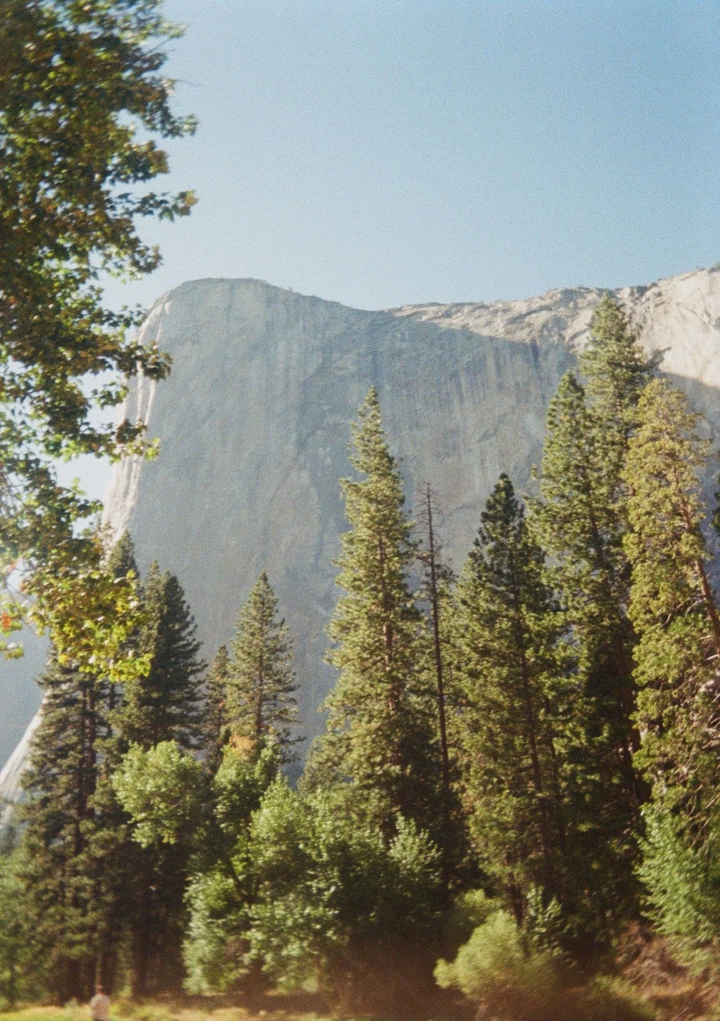A scenic view of tall pine trees in a forest with a large granite cliff in the background, under a clear blue sky.