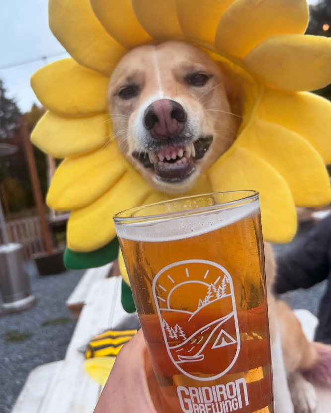 Dog wearing a sunflower costume holding a pint of beer