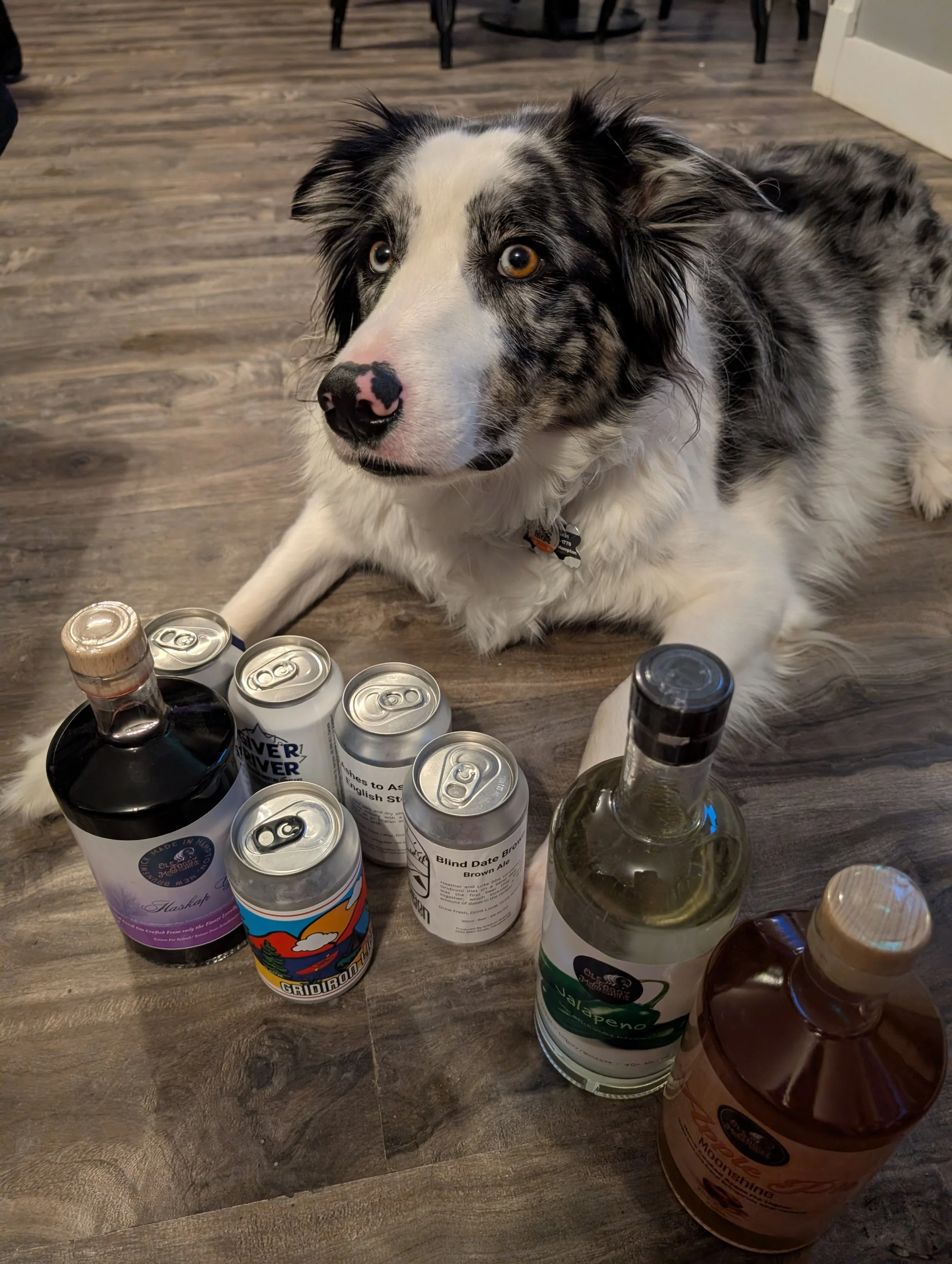 A dog lying on a wooden floor surrounded by cans of beer and bottles of alcohol.