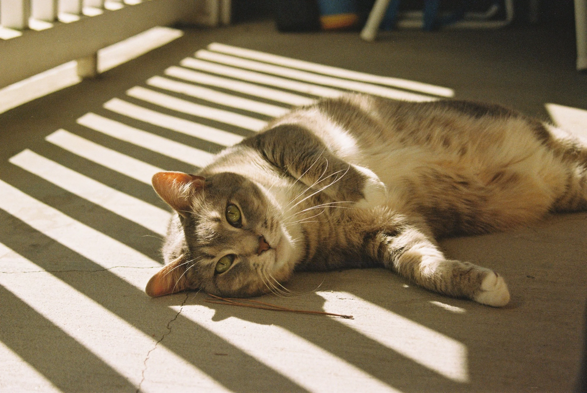 A cat lying on the ground in sunlight, with shadows and light stripes cast by a nearby structure.