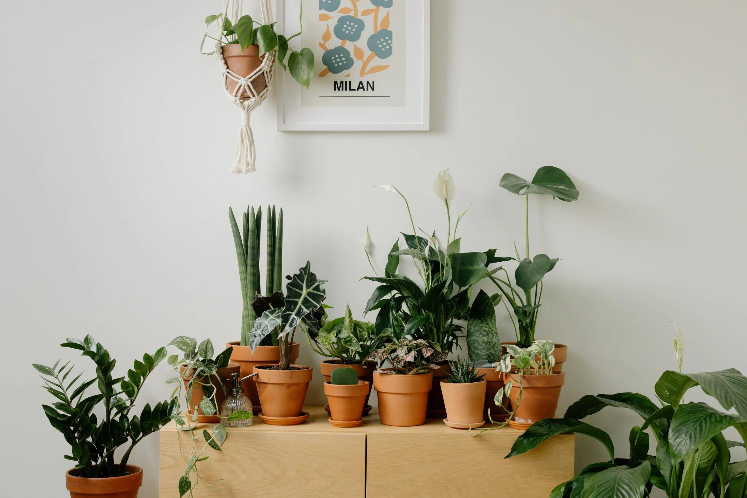 indoor garden of plant pots