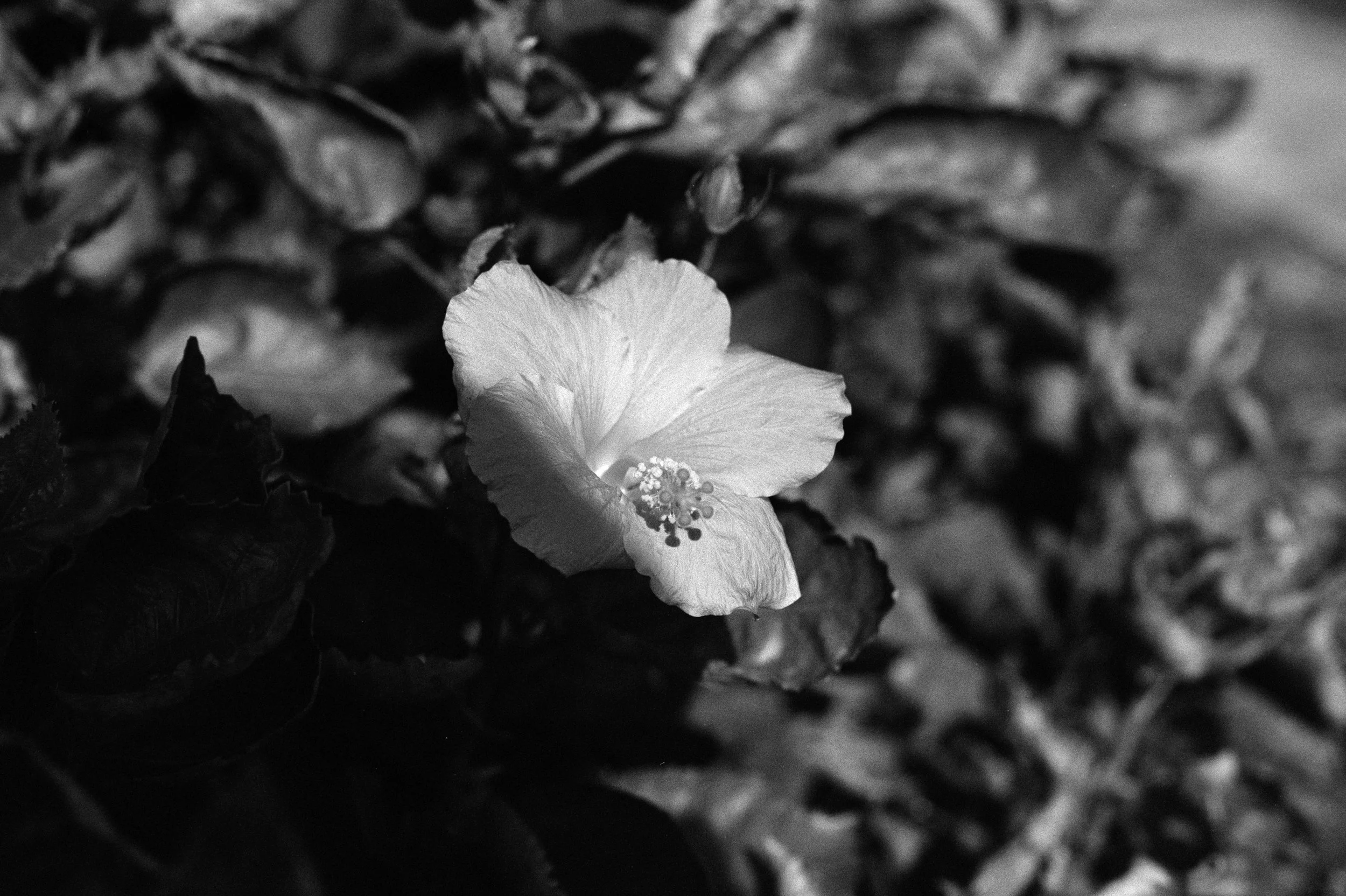 DSC01136.jpg