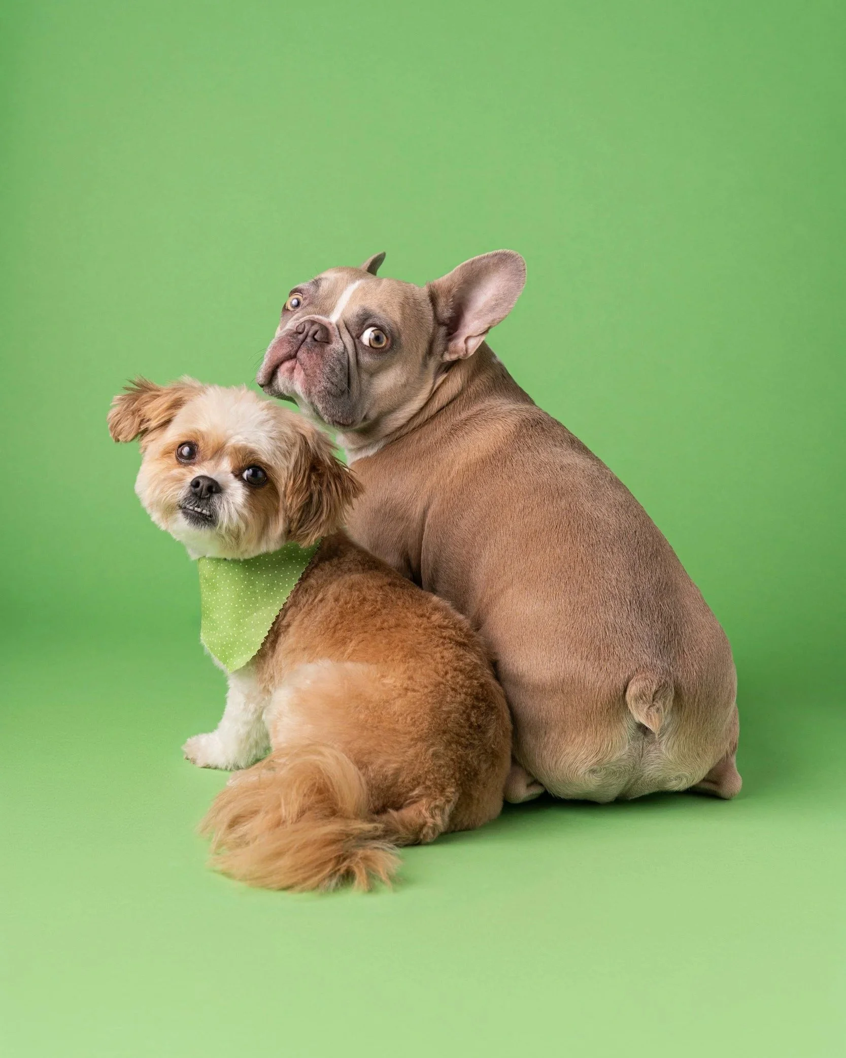 Animal Rescue League