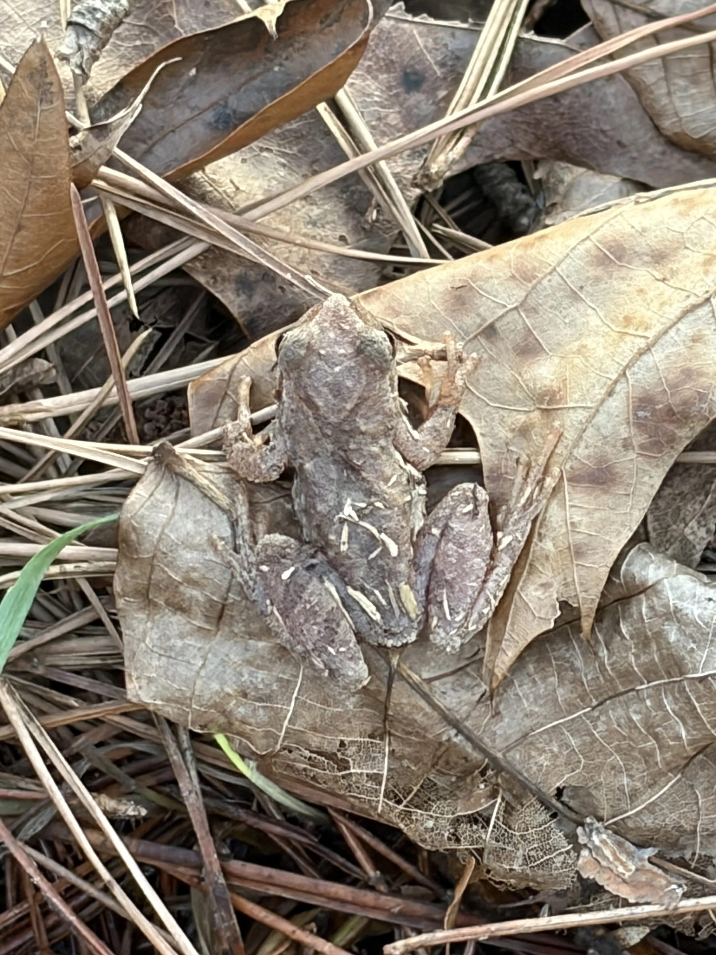 A small grayish-brown frog blending into dried leaves and pine needles on the forest floor.