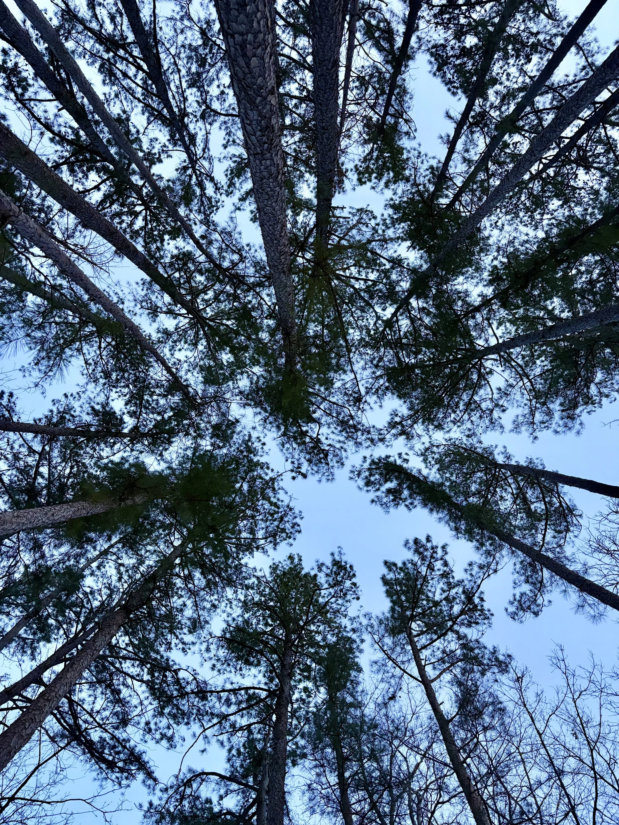Looking up at tall pine trees with sparse foliage against a pale blue sky.