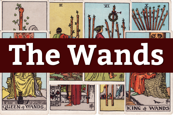 A spread of tarot cards focusing on the Wands suit, including Queen and King of Wands, and various wands cards.