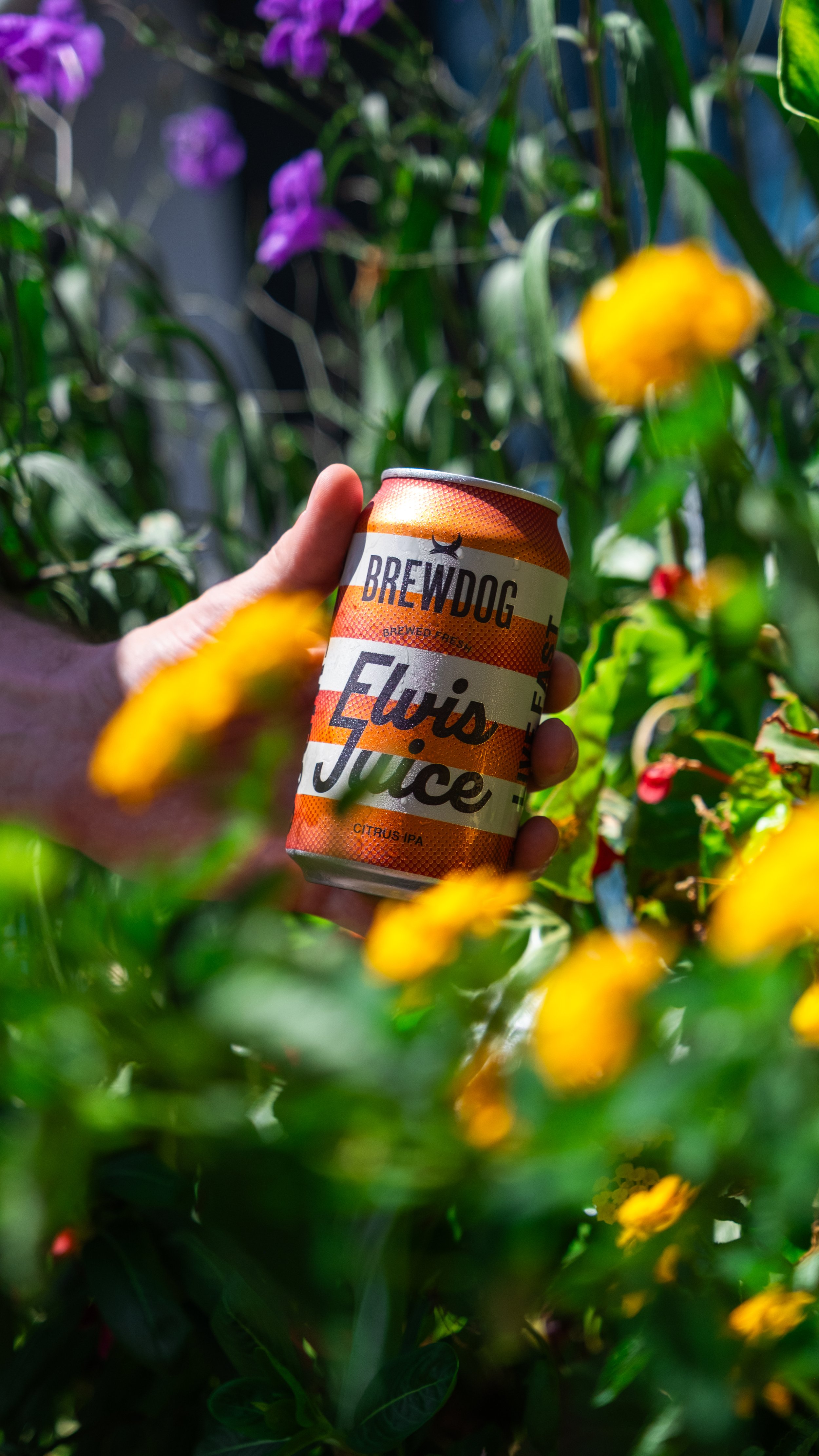 A hand holding a Brewdog Elvis Juice citrus IPA can among green leaves and yellow flowers in sunlight.