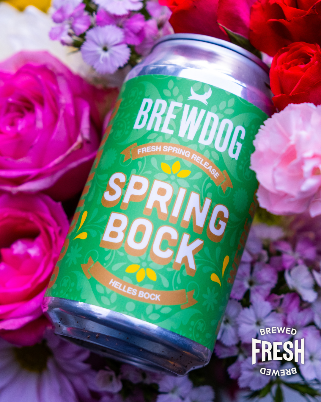 A can of Brewdog Spring Bock beer placed among pink, purple, and red flowers, with a small Brewdog logo and text indicating a fresh spring release.