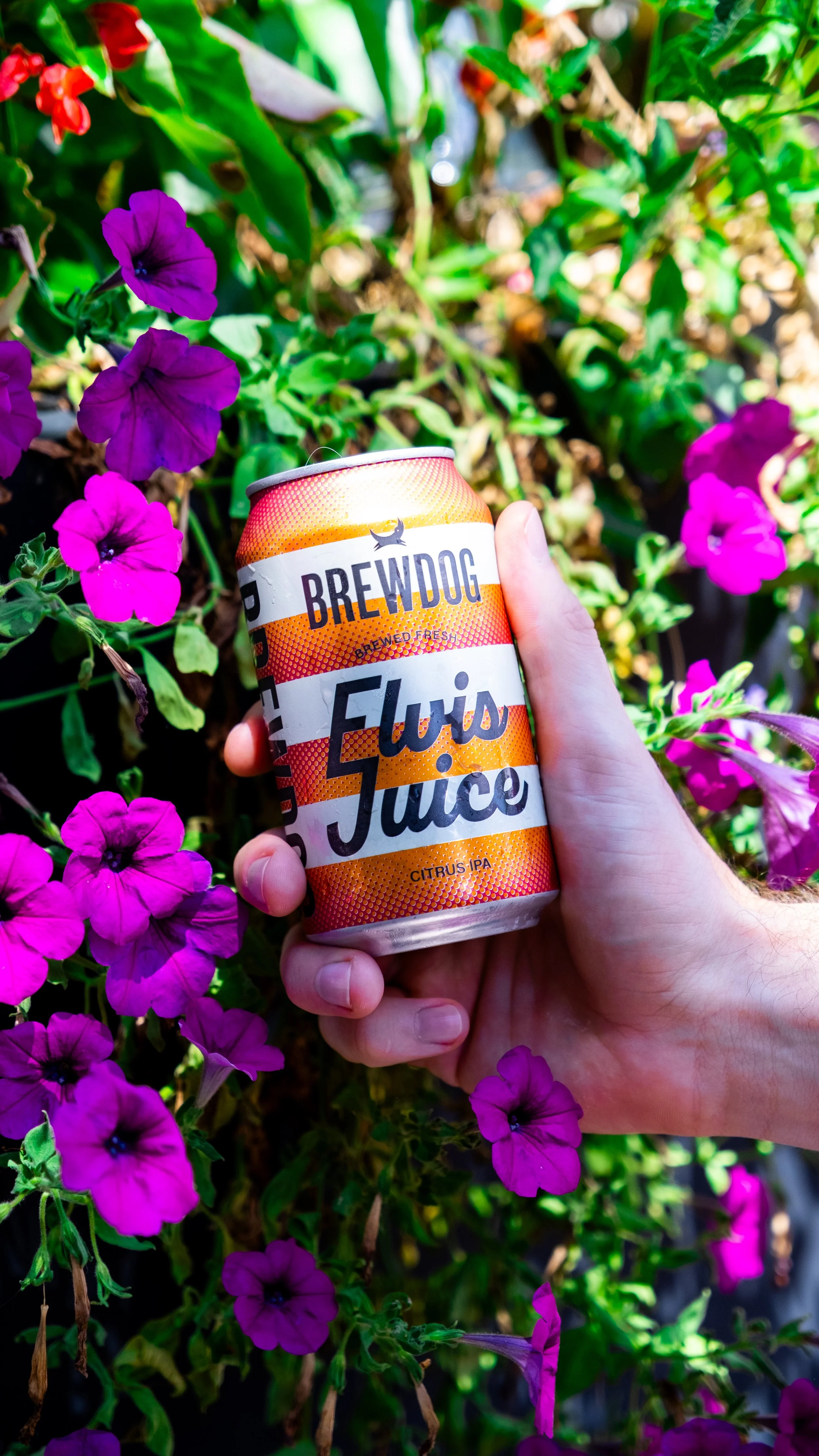 A hand holding a can of Brewdog Elvis Juice Citrus IPA beer among vibrant purple and pink flowers with green foliage.