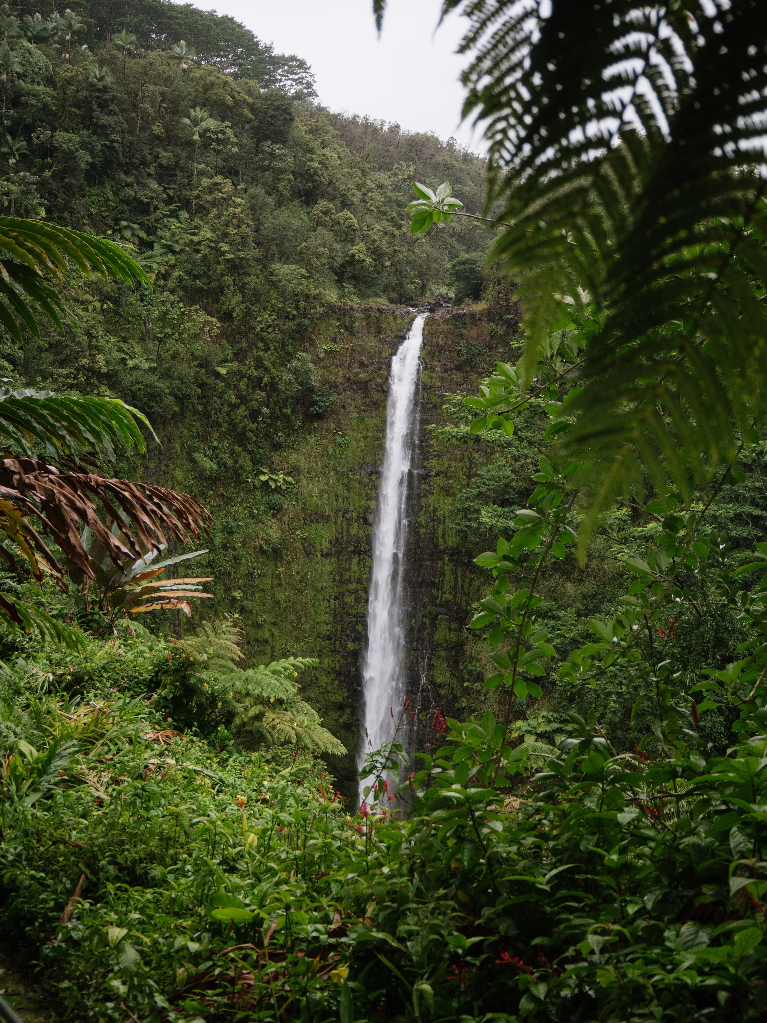 Akaka Falls plunging over a towering cliff into a vibrant green rainforest in Hawaiʻi, surrounded by thick tropical foliage.