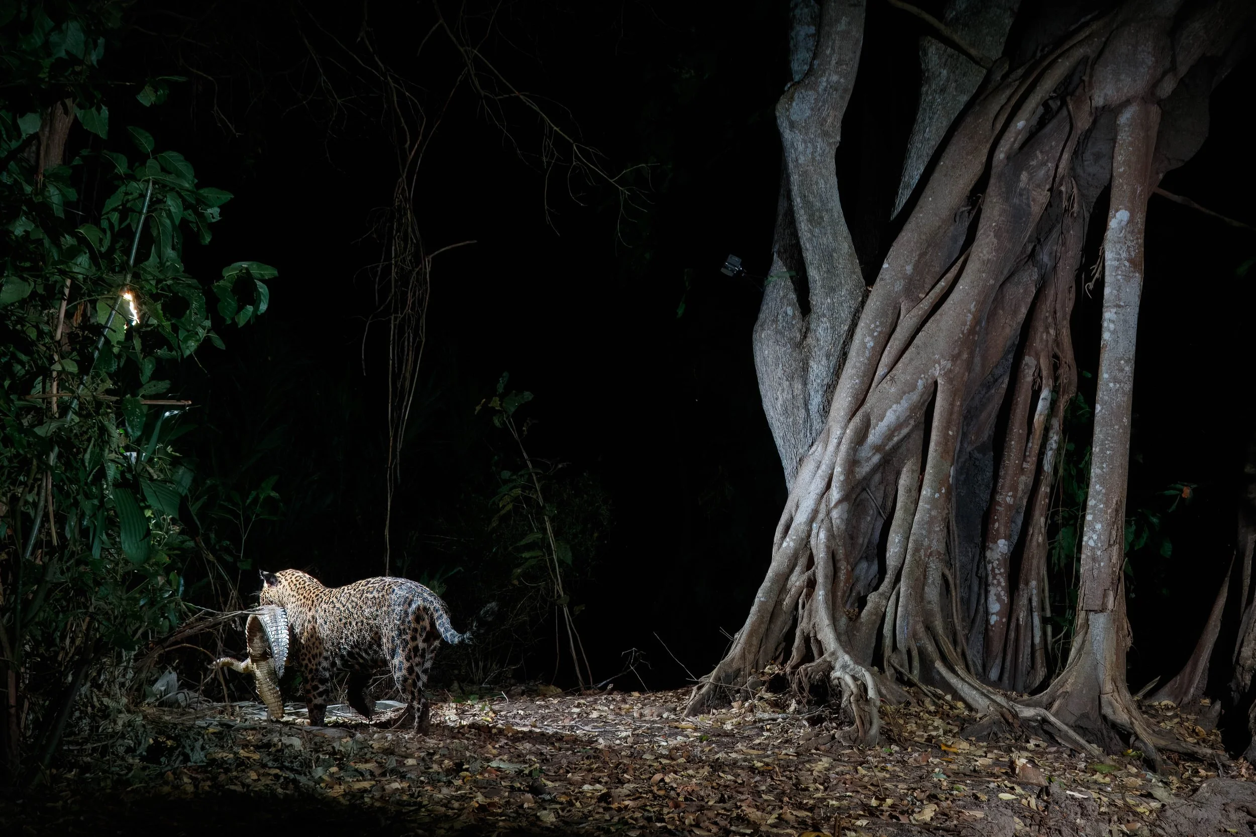 A jaguar in the jungle at night carrying a caiman in its mouth.