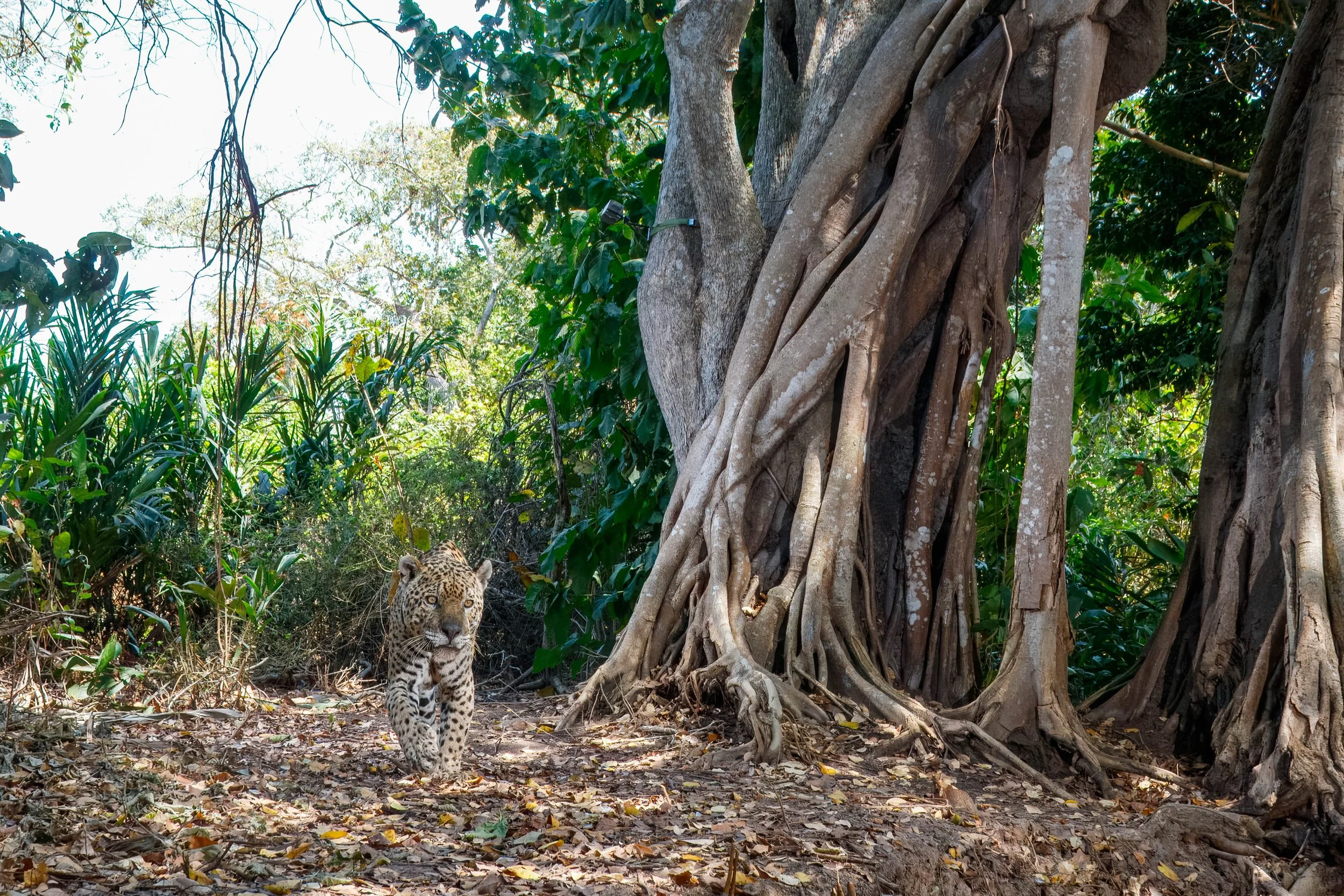 A jaguar walking on a forest trail next to a large tree with twisted roots, surrounded by lush green foliage.