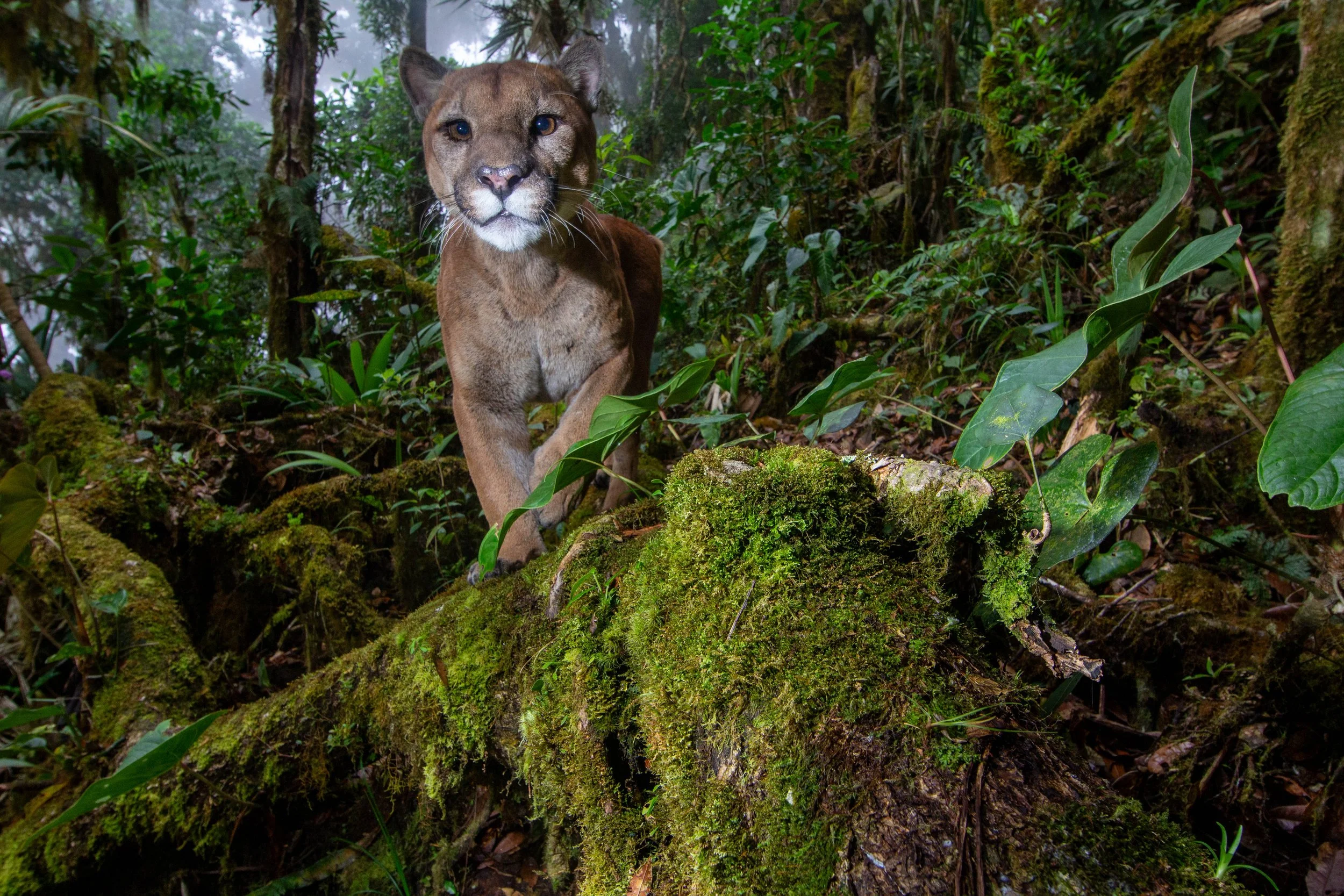 A tailless mountain lion walking through a dense, moss-covered forest. In Costa Rica.