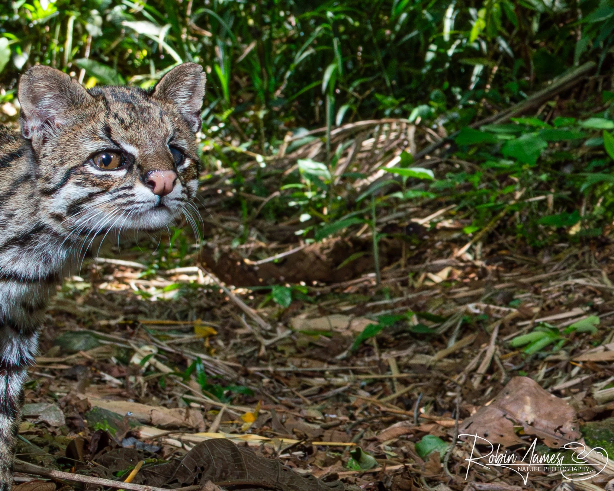 Southern Tigrina (Leopardus guttulus)-2.jpg