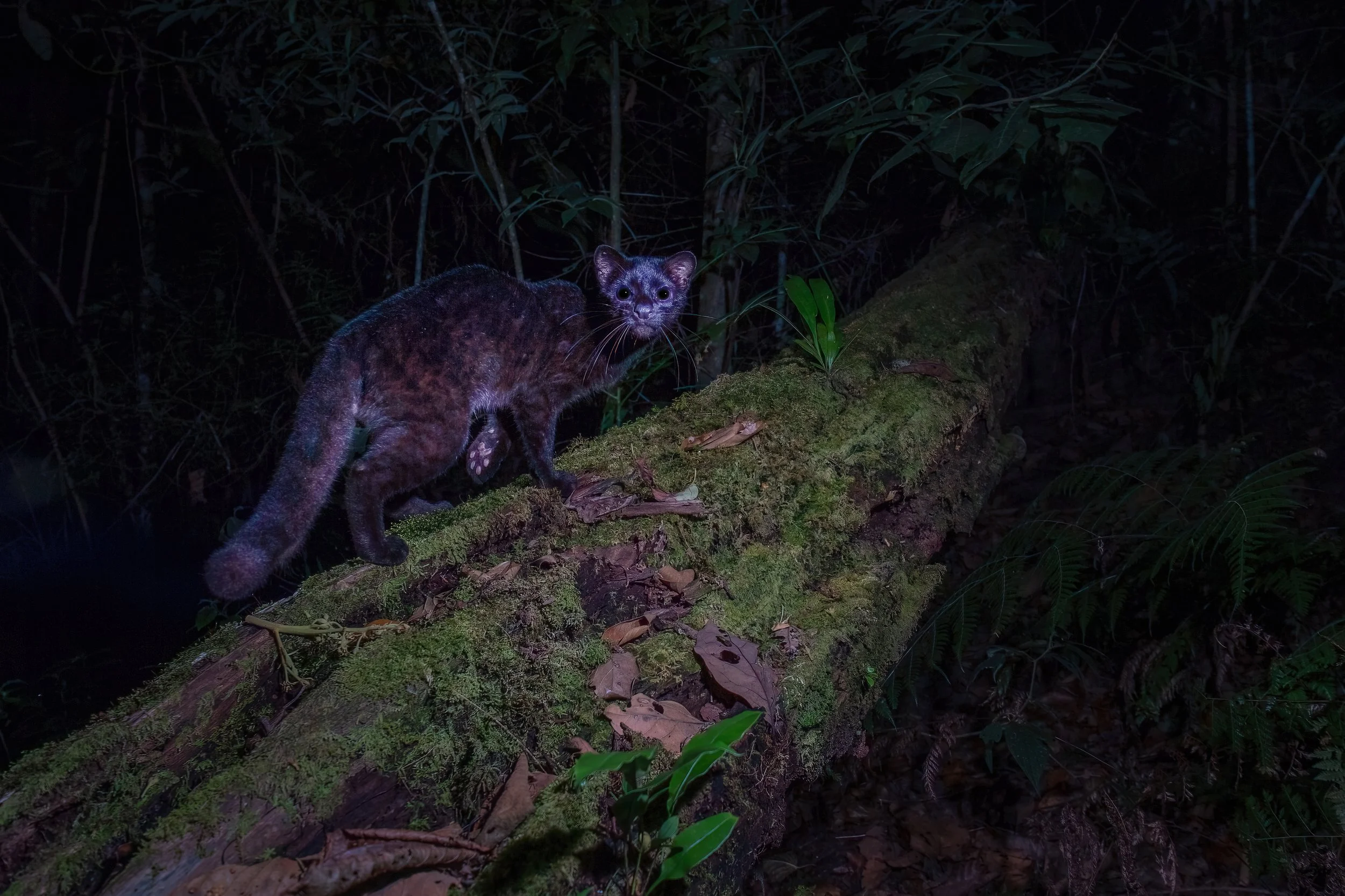 A melanistic oncilla, captured via DSLR camera trap in Costa Rica.