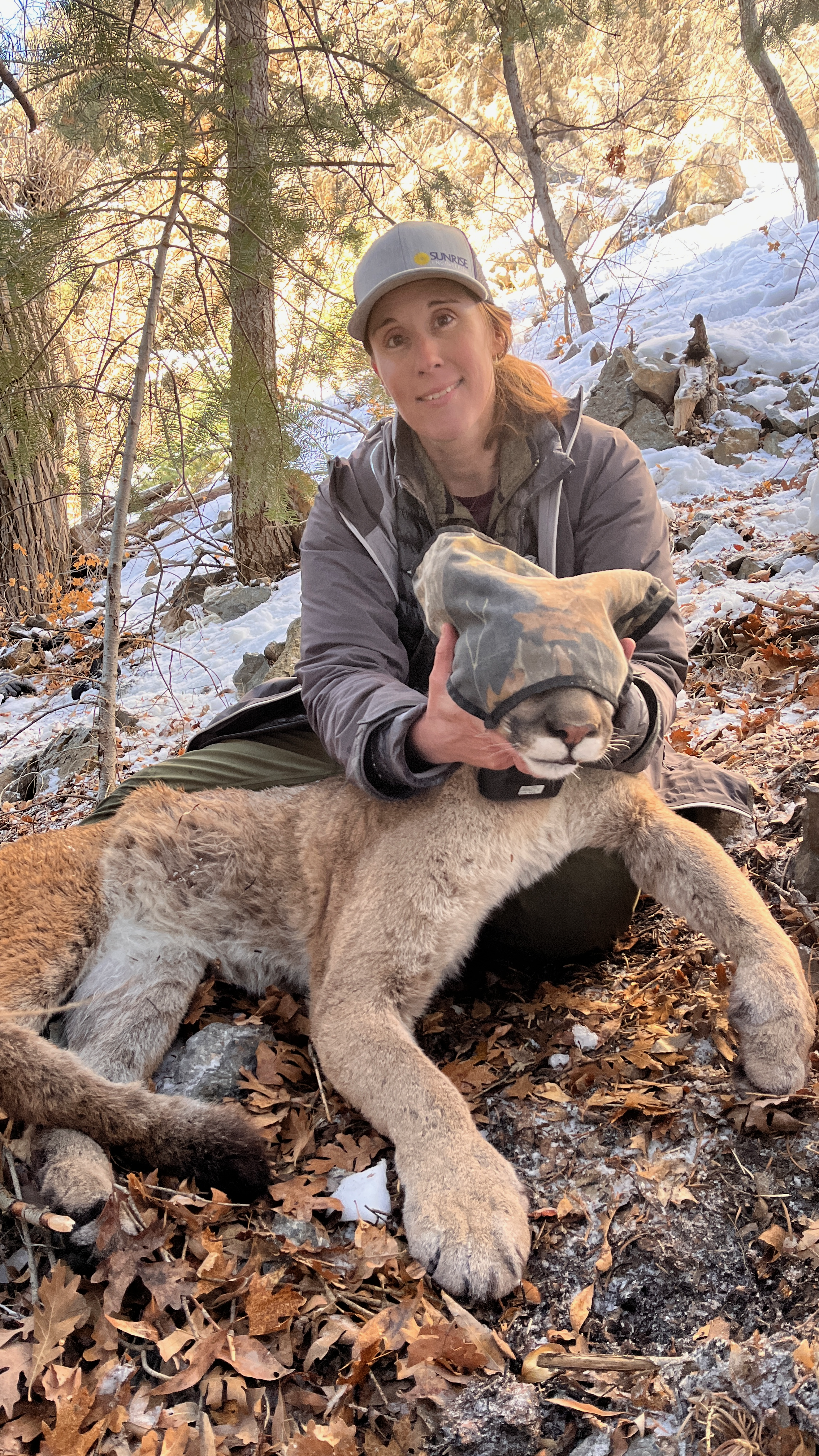 Denise Peterson, founder of Utah Mountain Lion Conservation and North America Coordinator for Wild Felid Conservation Trust and The Wild Cat Imaging Project.