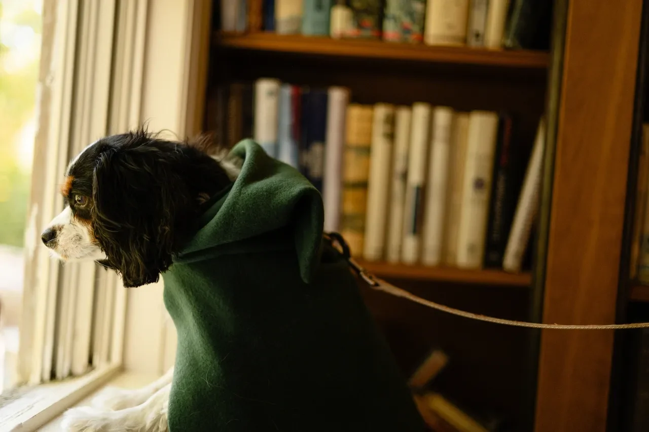 Ring Bearer Lord of the Rings: Including Your Four-Legged Friend