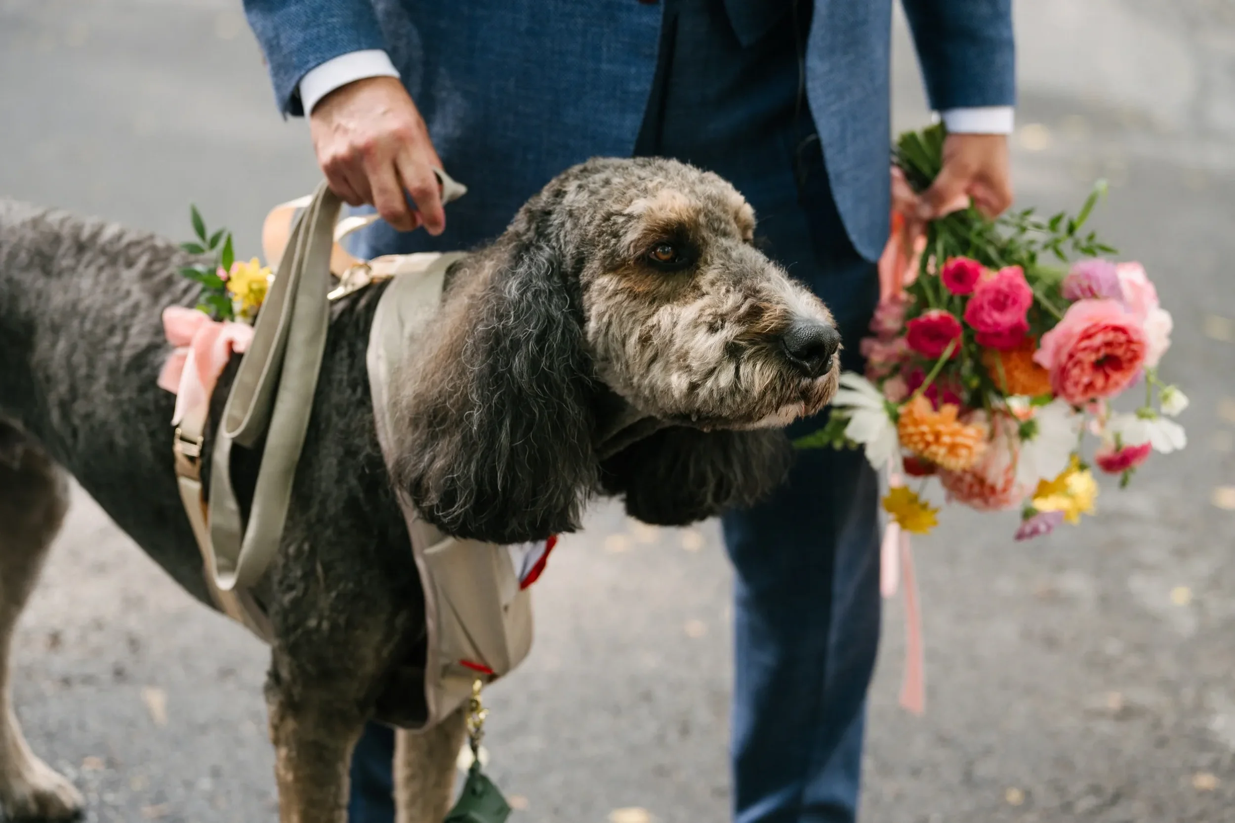 Grooms-Pup.webp