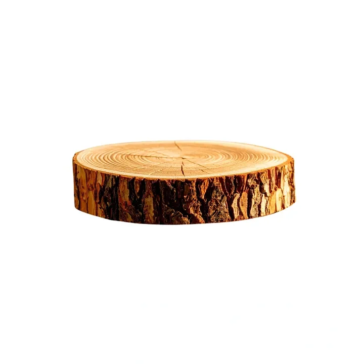 A close-up of a tree trunk cross-section with visible growth rings, isolated on white background.