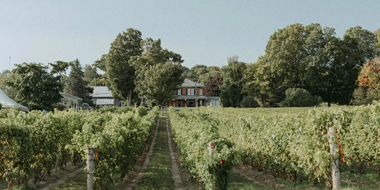 Vineyard with rows of grapevines leading to a house surrounded by trees on a sunny day.