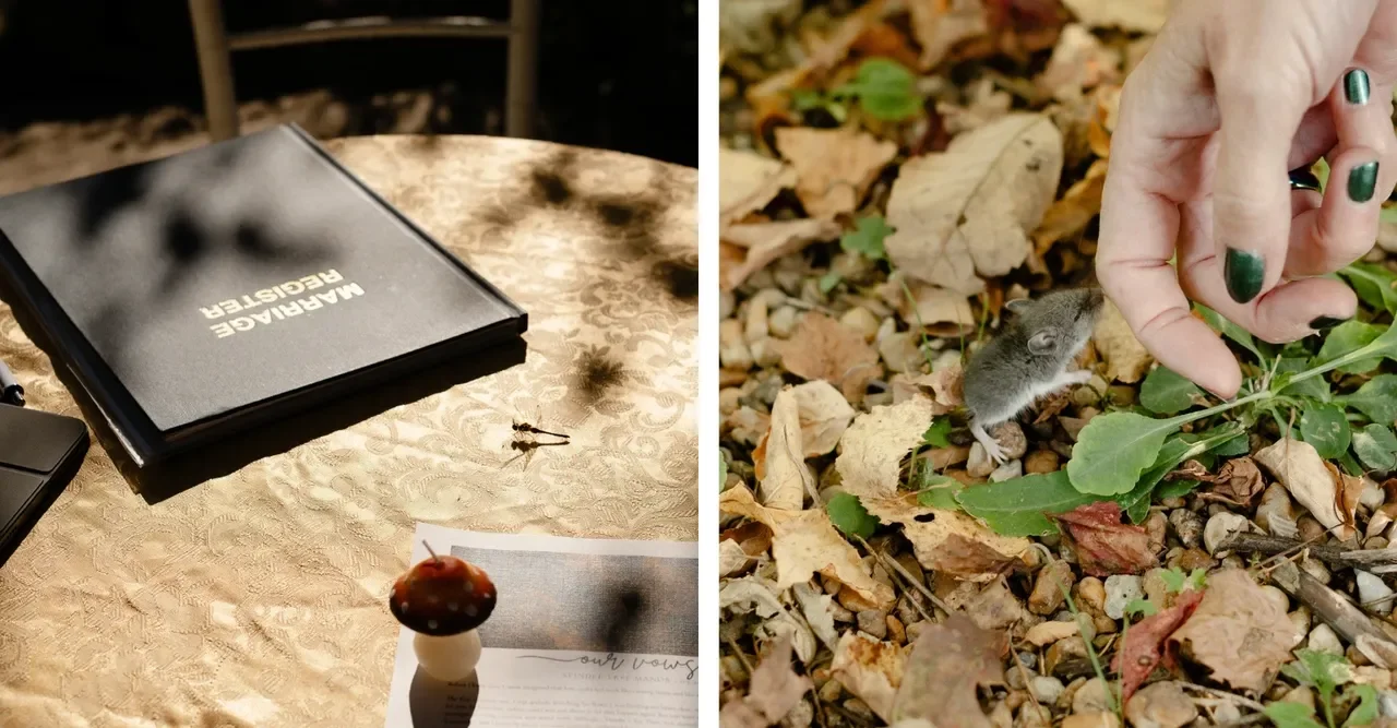 Two photos. Wedding registry with dragonfly and mushroom candle plus a person reaching for a field mouse.