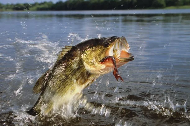 A large largemouth bass jumping out of the water with a splash on Table Rock Lake, Missouri, a premier destination for fishing and outdoor recreation.