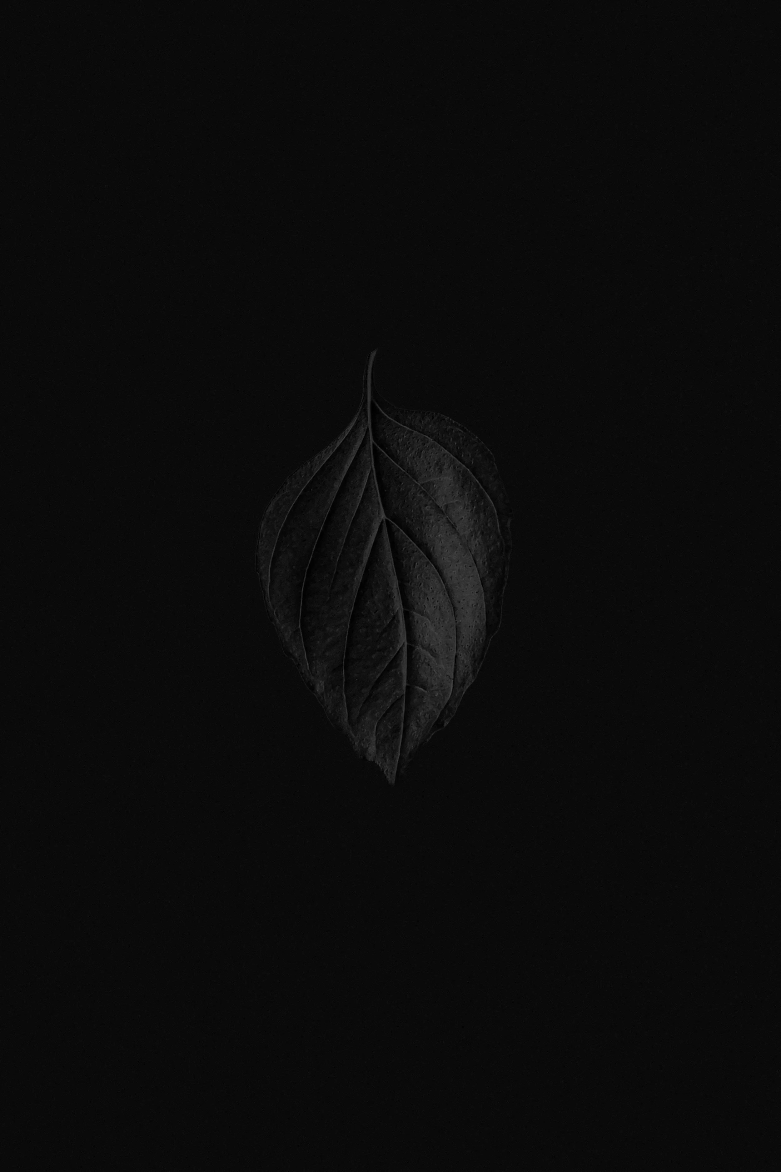 A black and white photograph of a single leaf, centered on a dark background.