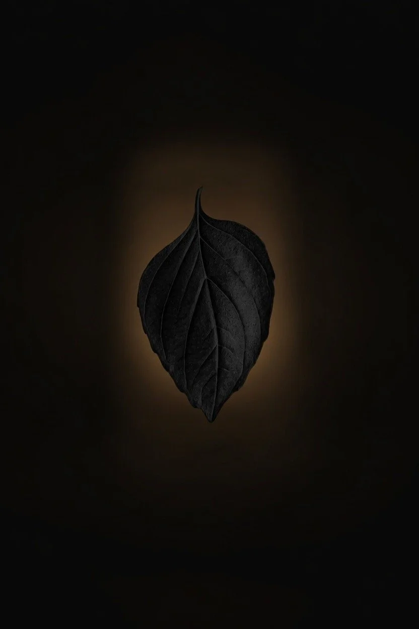 A dark-colored leaf illuminated from behind against a black background.