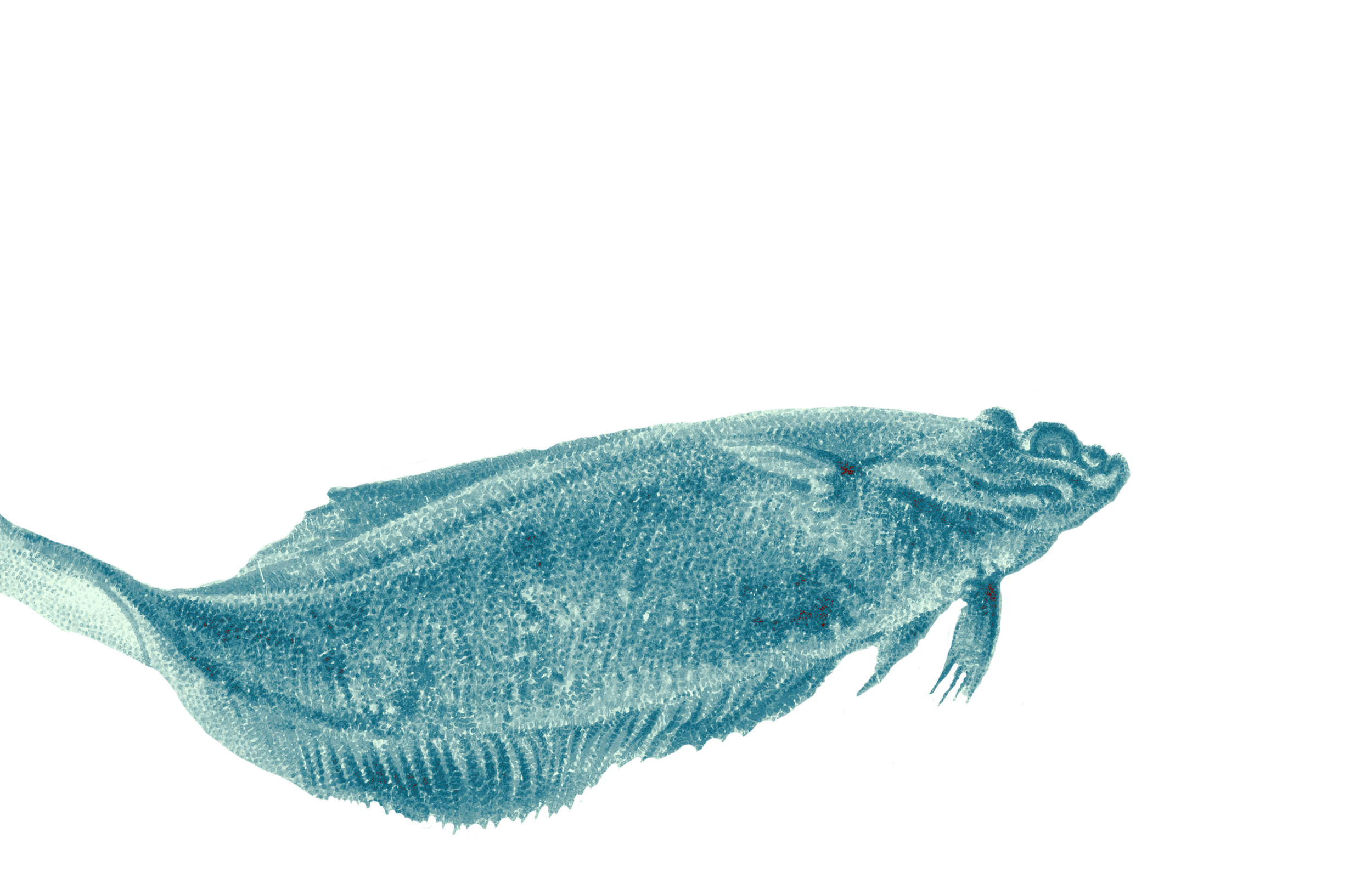 A detailed illustration of a blue-green fluke with textured skin, depicted with an open mouth, standing on a plain white background.