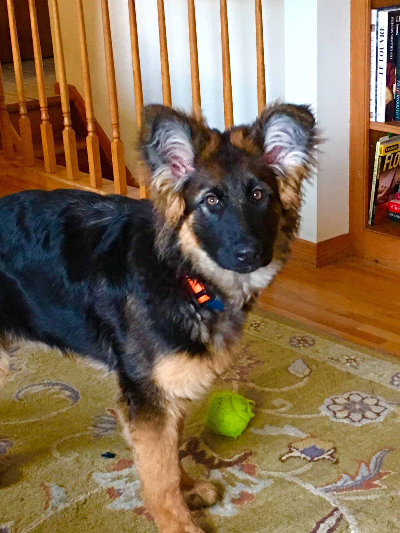 Two young German Shepherd puppies playing indoors on a rug, with a green tennis ball nearby. One puppy has black and tan fur, the other has a lighter coat with more tan and white markings. The puppy with the lighter coat is looking directly at the camera. There is a wooden staircase and a bookshelf in the background.